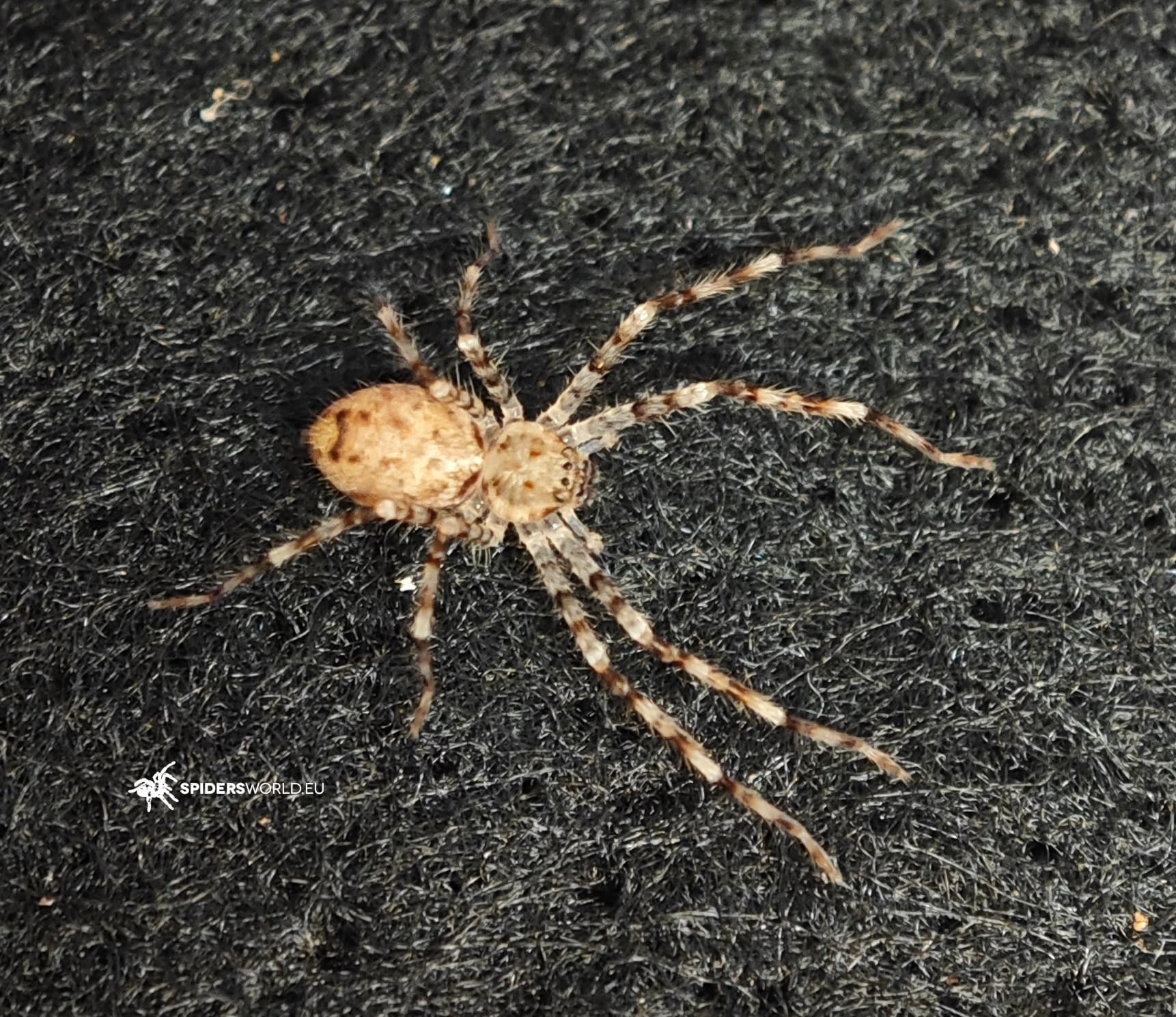 Heteropoda boiei (3cm)