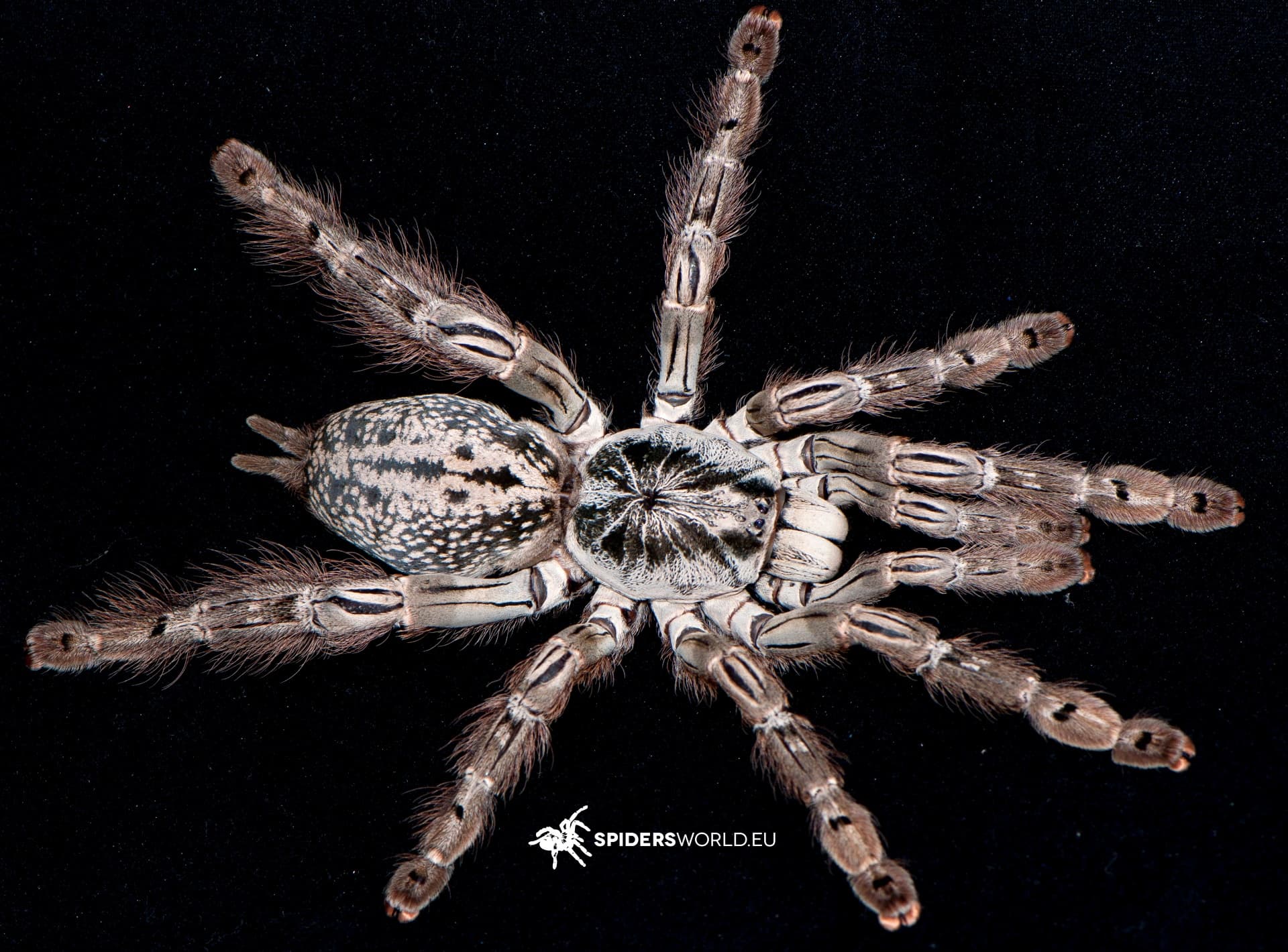 Heteroscodra maculata (1cm)