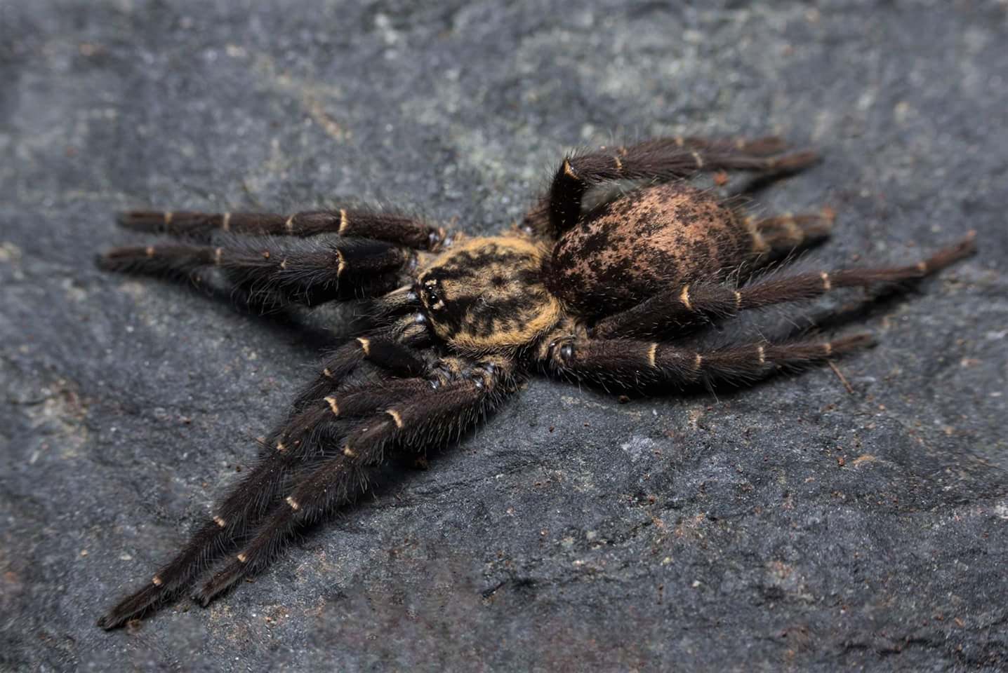 Heterothele gabonensis (0.5cm)