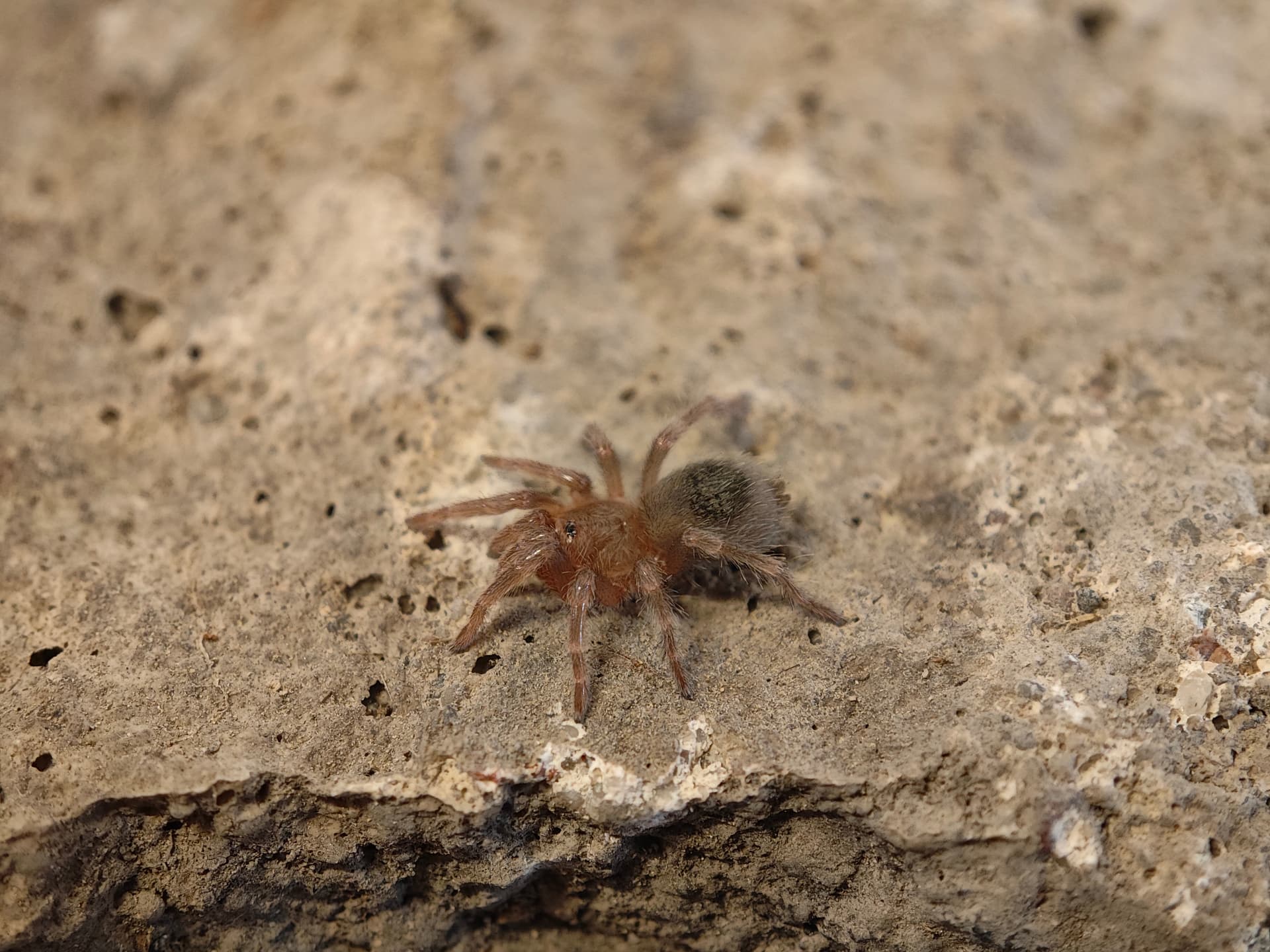 Hommeoma orellanai (1cm)