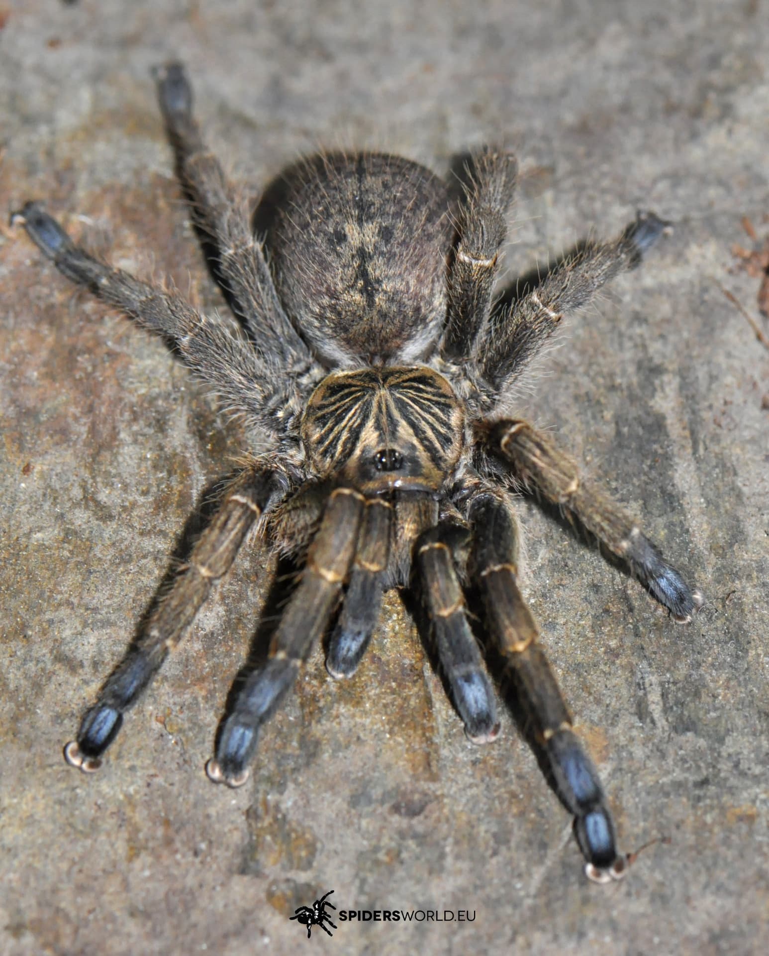 Idiothele mira (1.5cm)