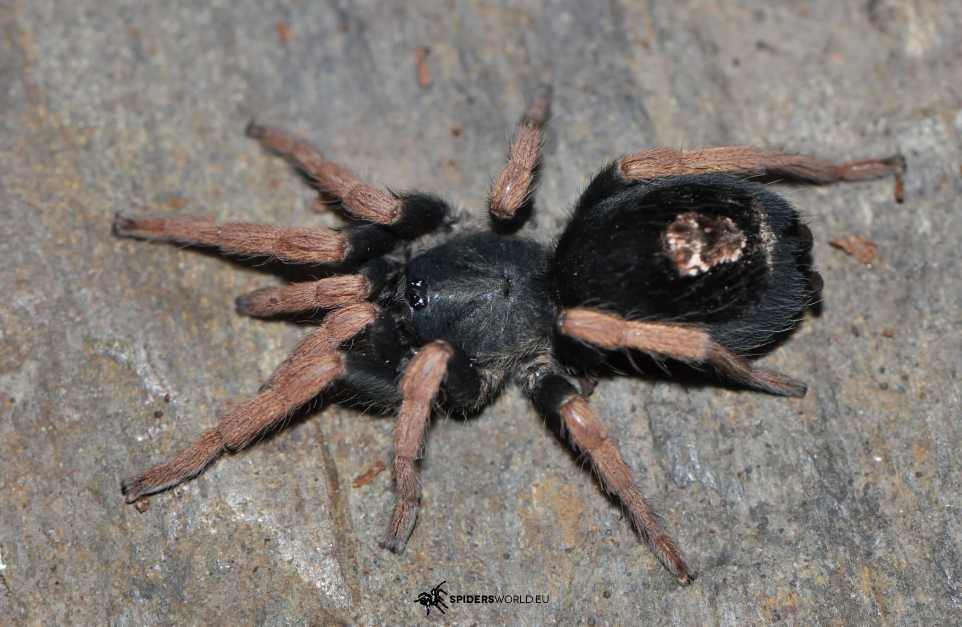 Kochiana brunnipes Samica SubAdult