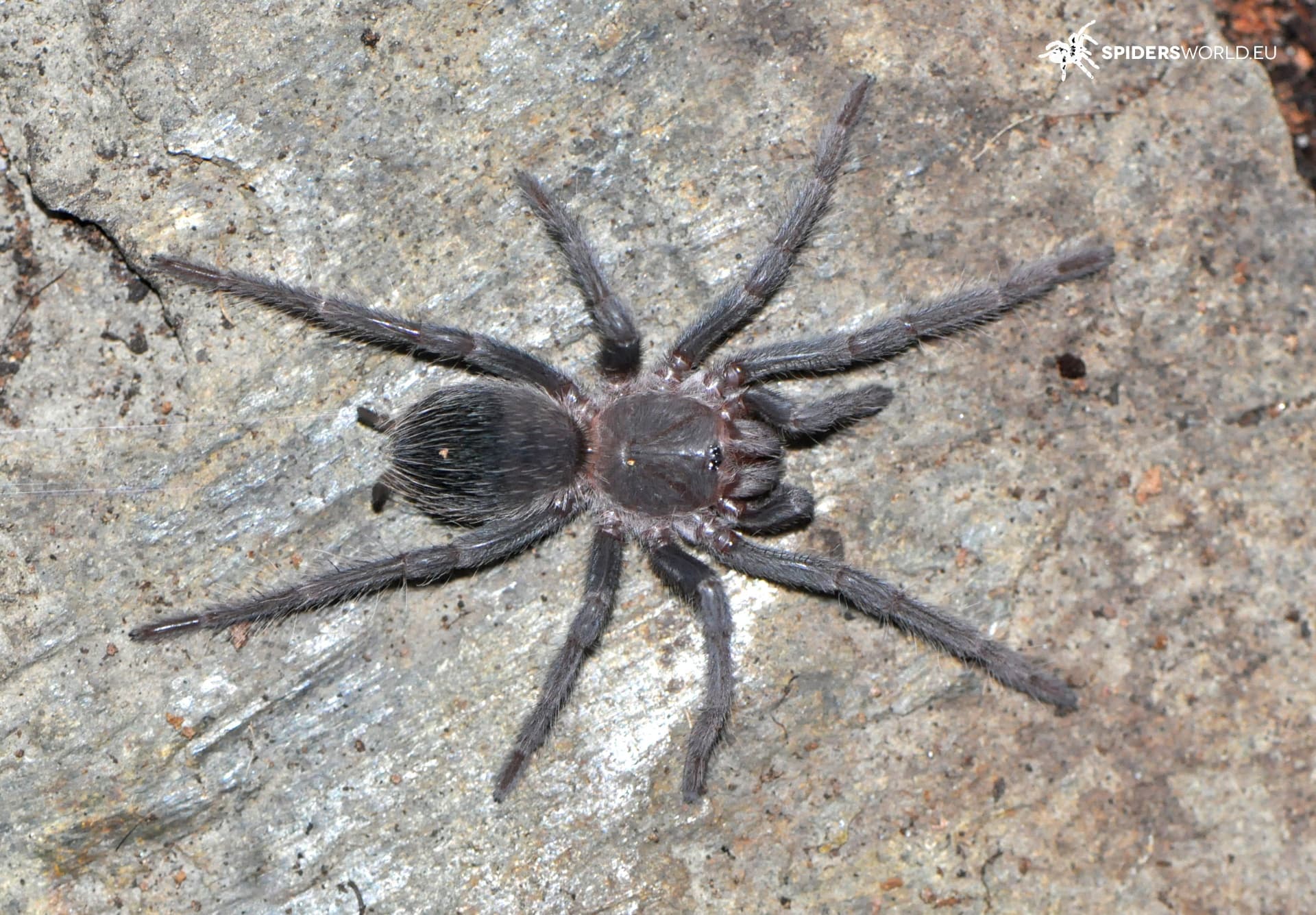 Lasiodora klugi (0.5cm)