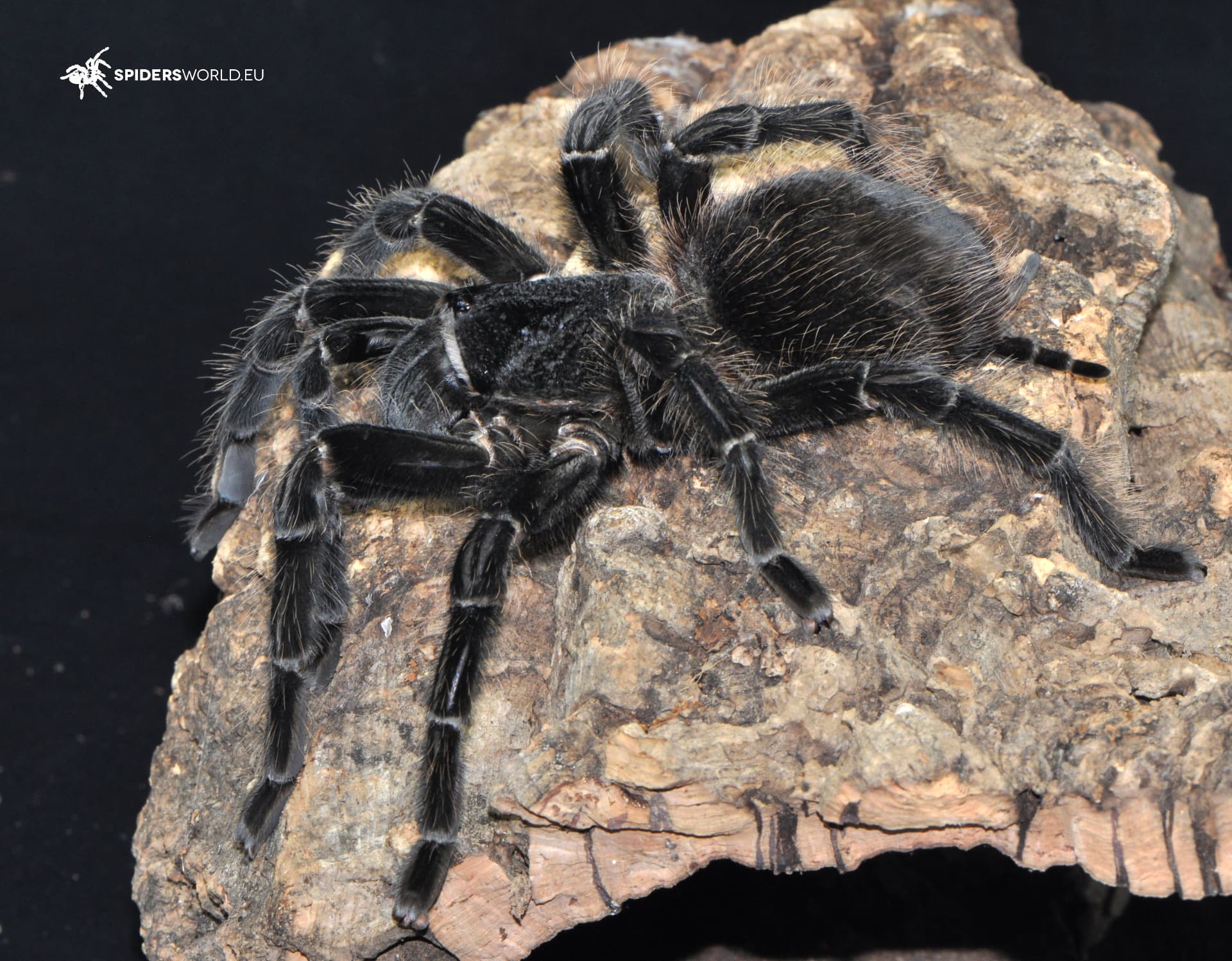 Lasiodora parahybana Samica (7.5cm)