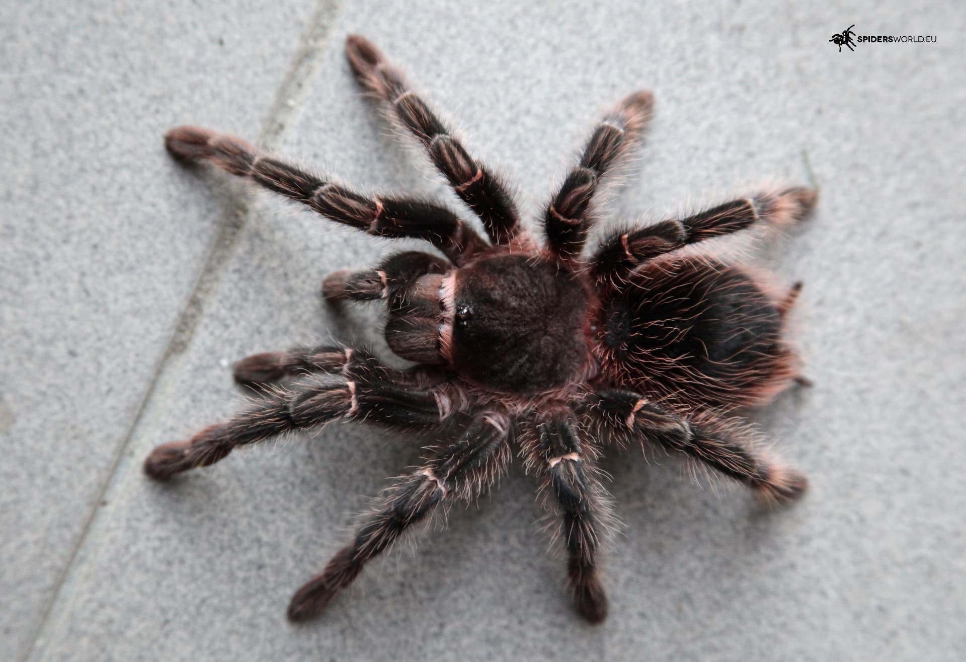 Lasiodora parahybana Samica + Samiec (7.5cm)