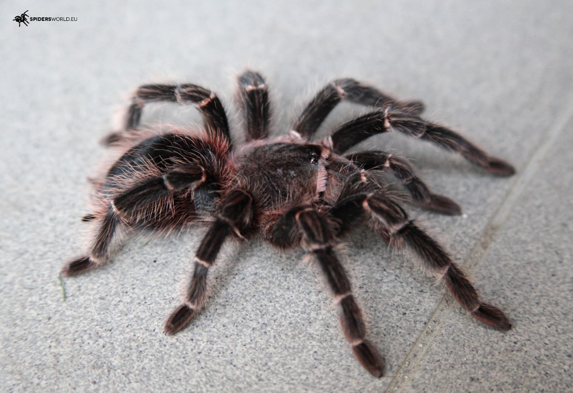 Lasiodora parahybana Samiec (7.5cm)