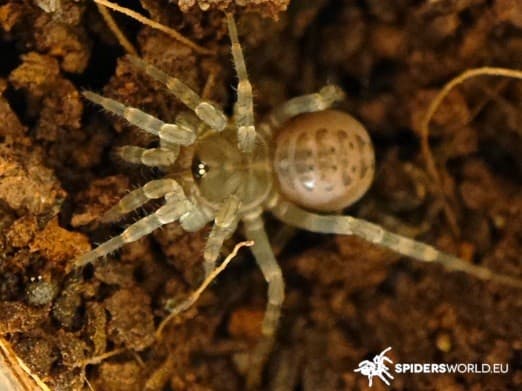Liphistius jarujini (0.5cm)