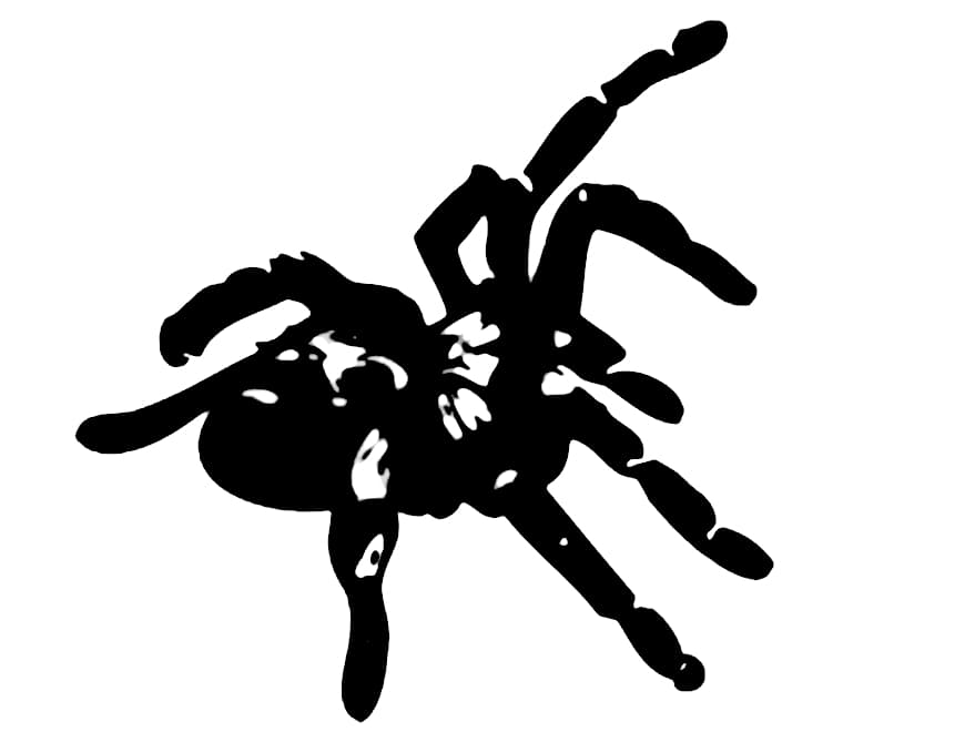 Liphistius ornatus (0.5cm)