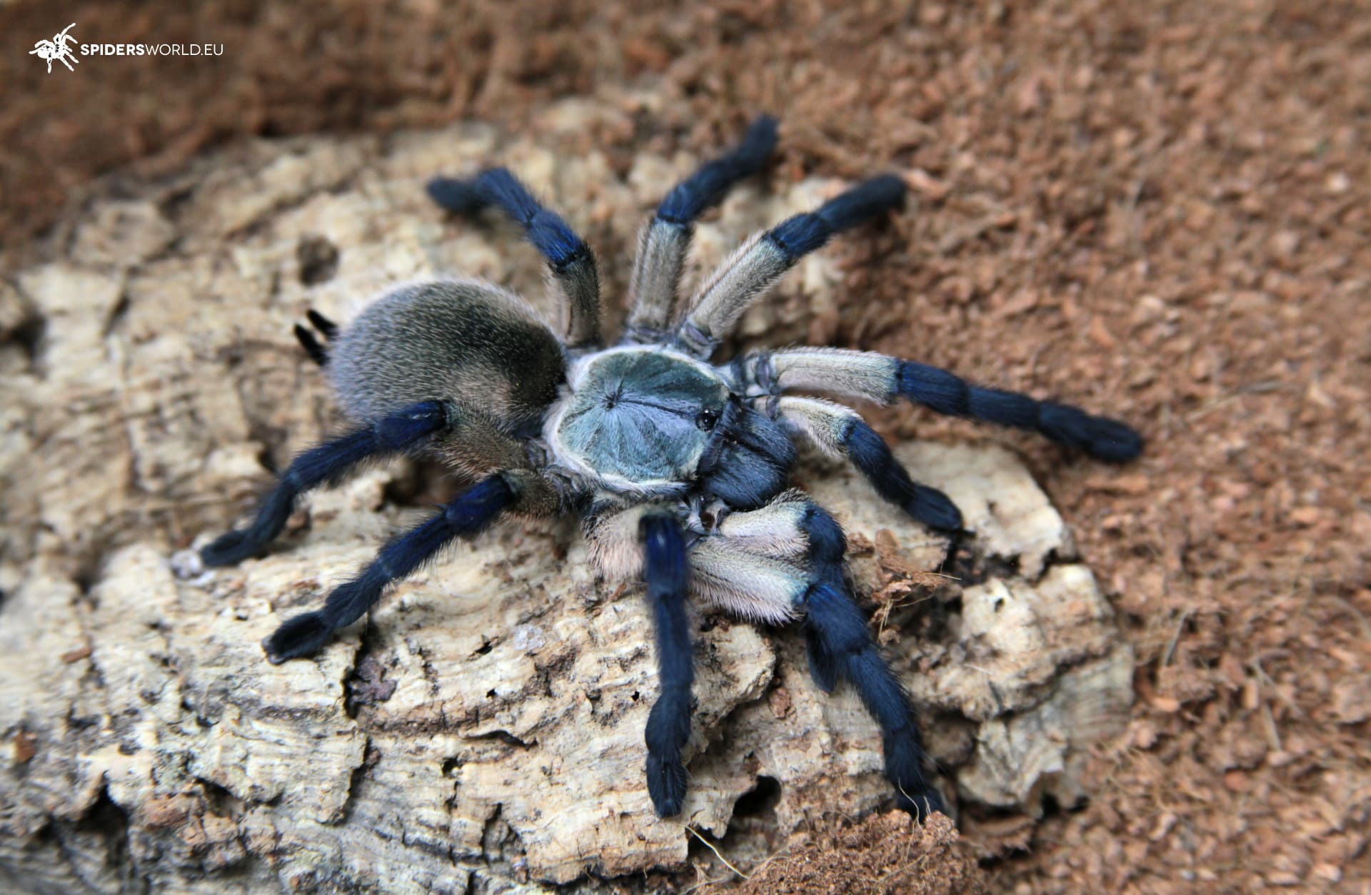 Monocentropus balfouri (1.5cm)