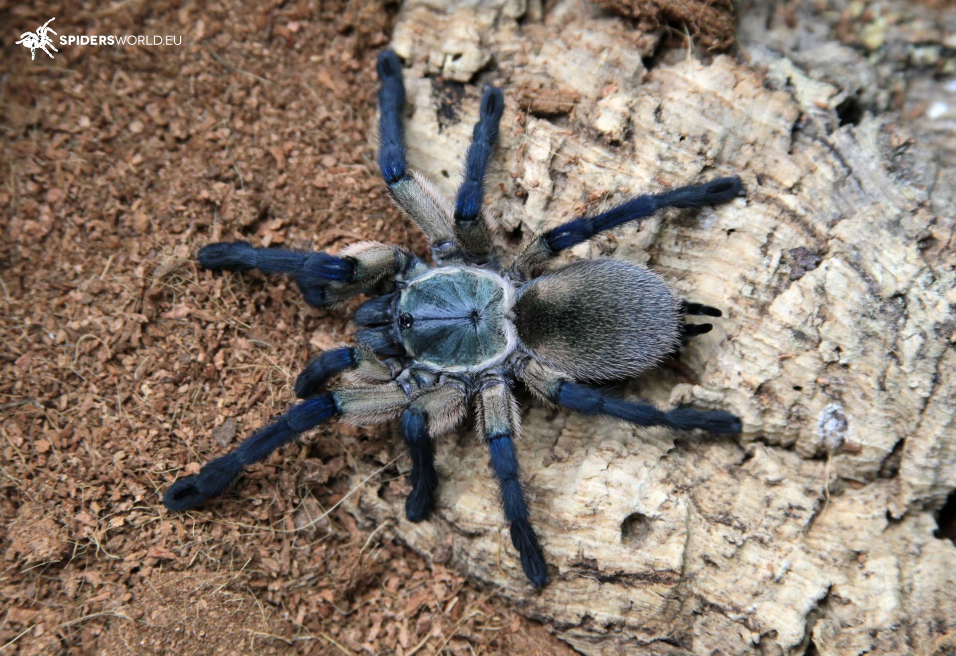 Monocentropus balfouri Samica (5.5cm)