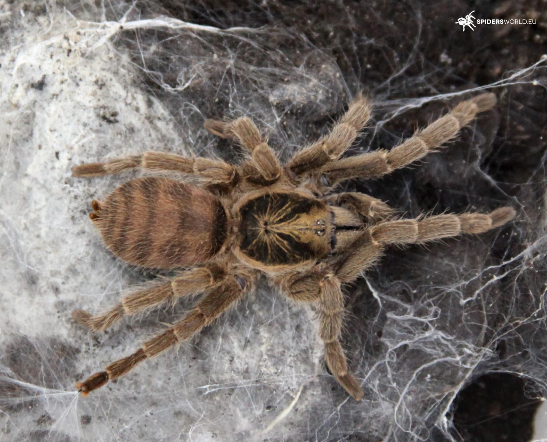 Neoholthele incei Samica + Samiec (4.5cm)