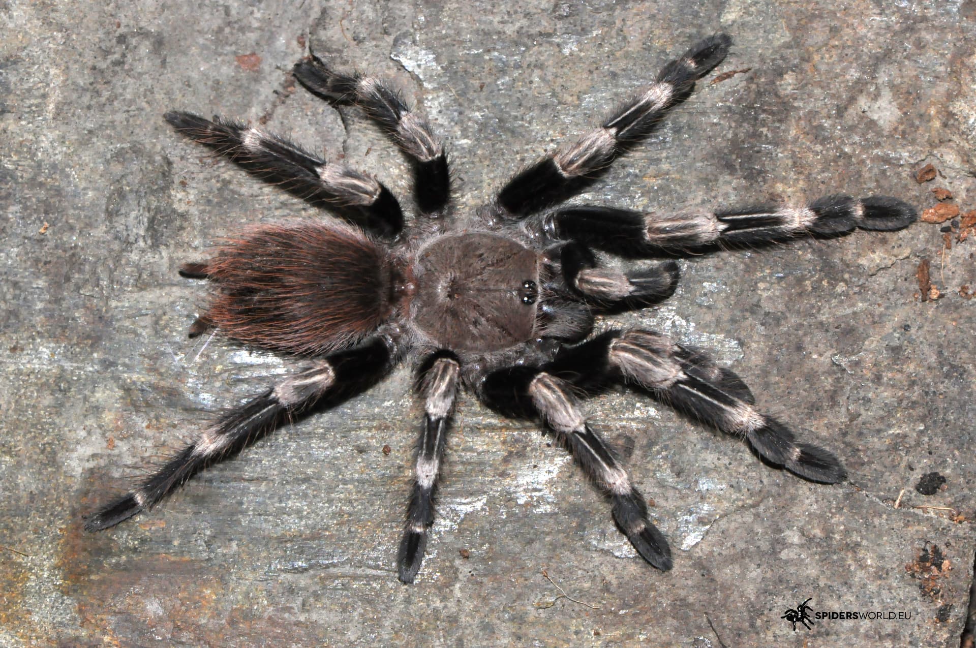 Nhandu chromatus Samica (7.5cm)