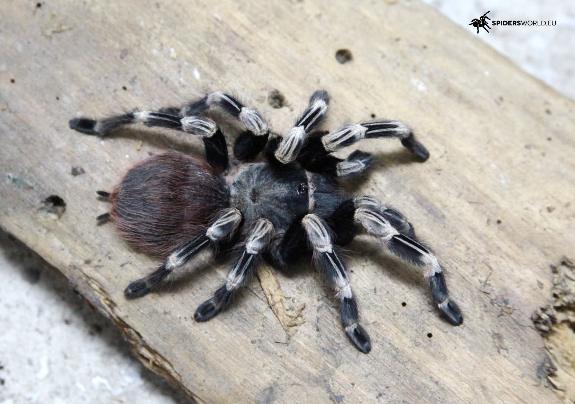 Nhandu chromatus Samiec (7.5cm)