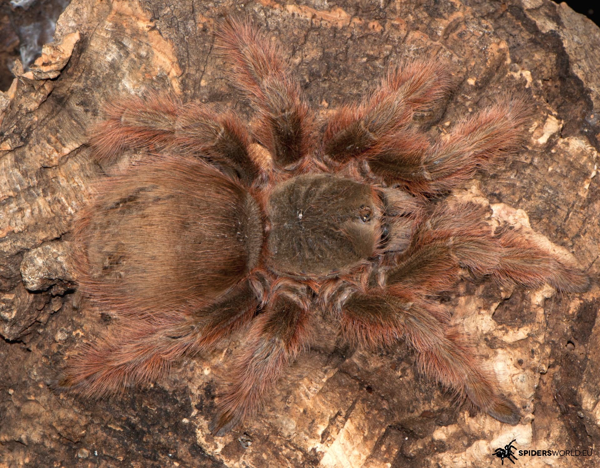 Nhandu tripepii Samiec (6cm)