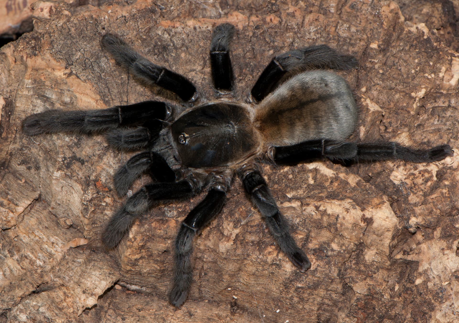 Ornithoctonus aureotibialis Samica + Samiec (6.5cm)