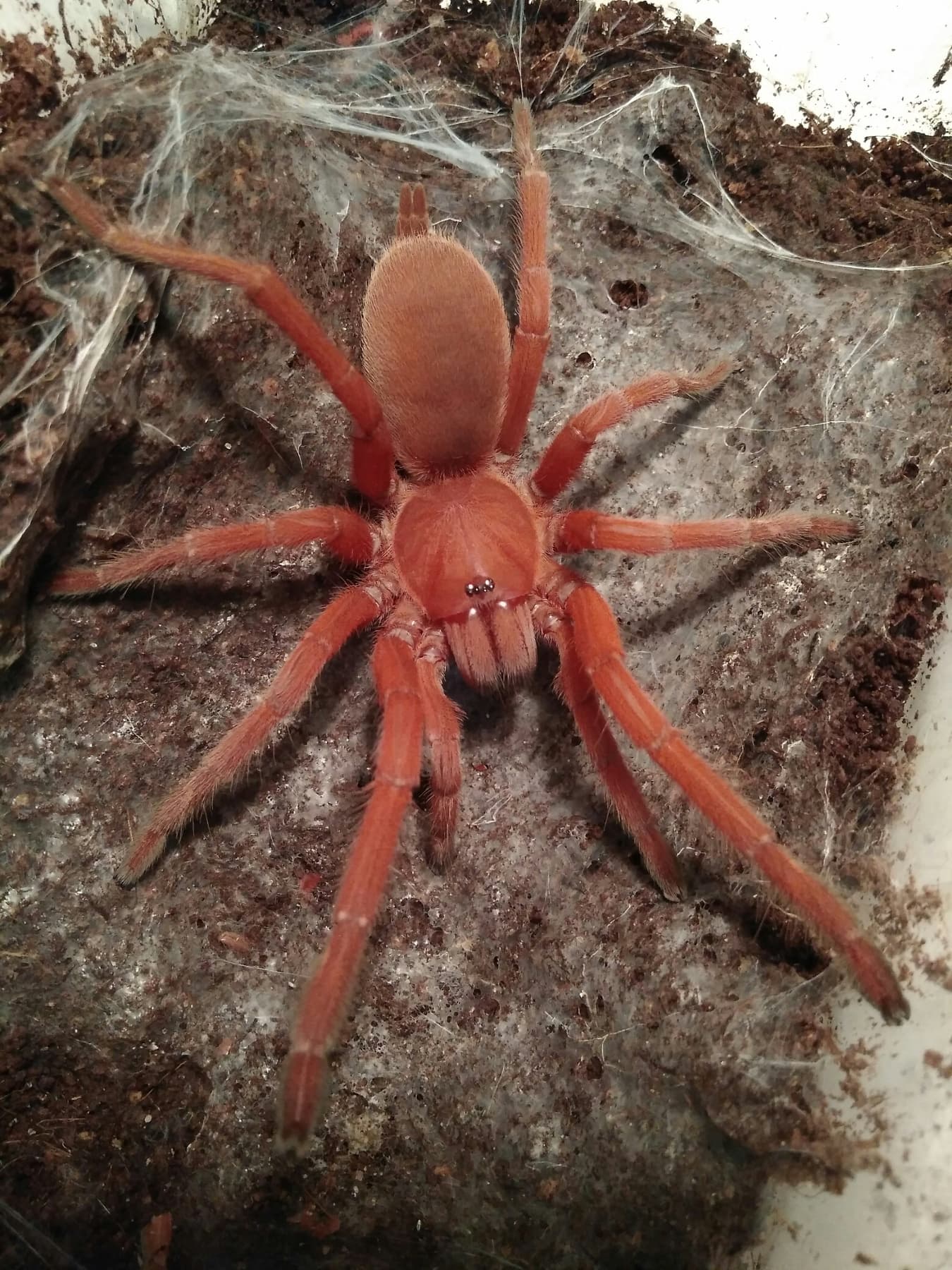 Orphnaecus philippinus (1cm)