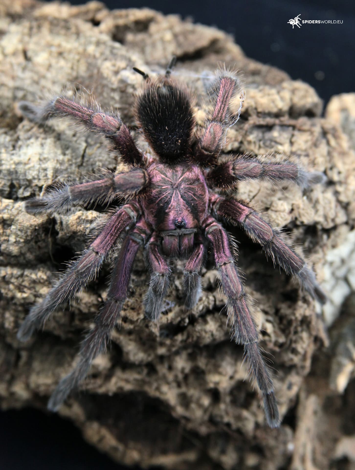 Phormictopus atrichomatus - Phormictopus atrichomatus (1.5cm) | Terra Market