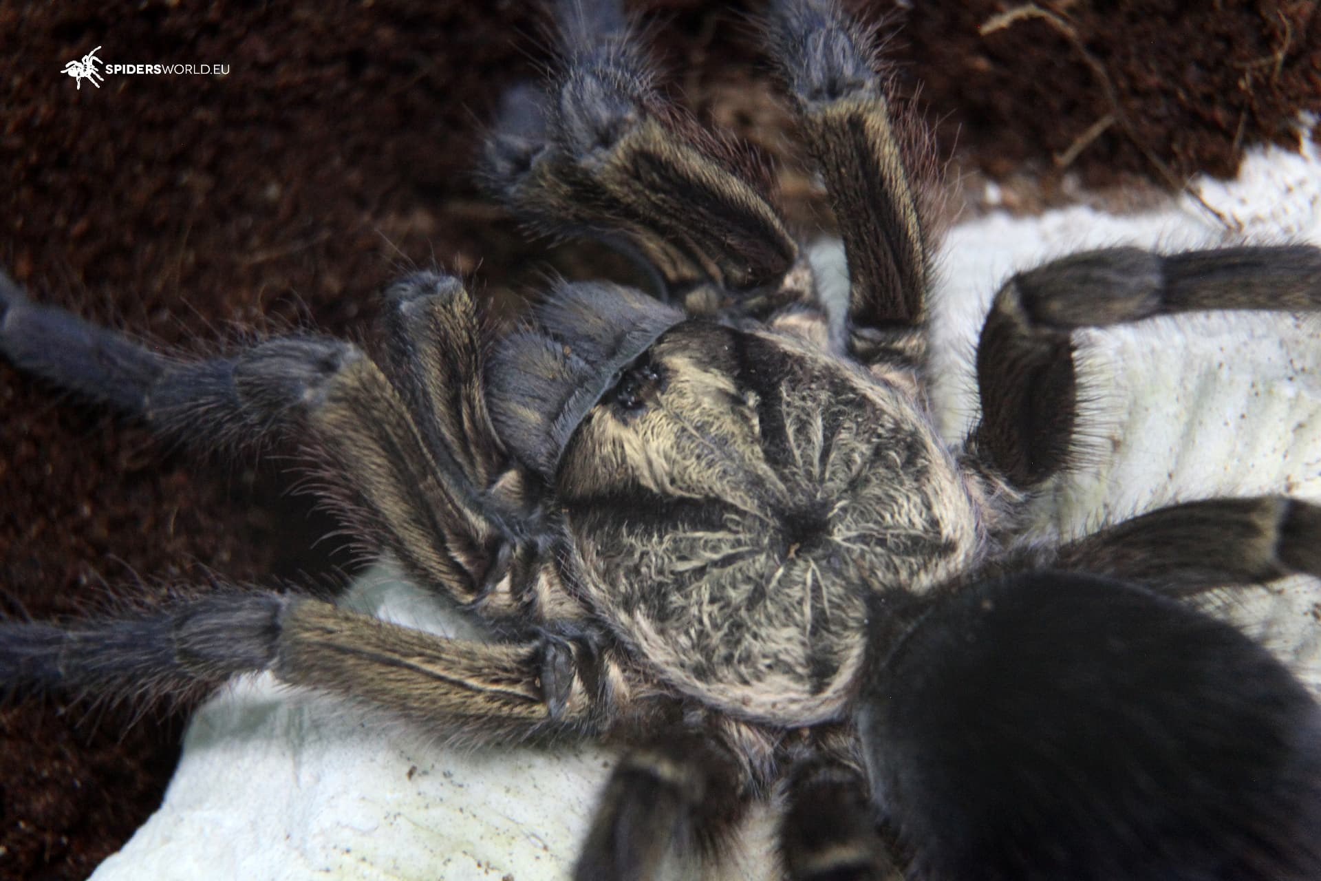 Phormictopus auratus - Phormictopus auratus (1.5cm) | Terra Market