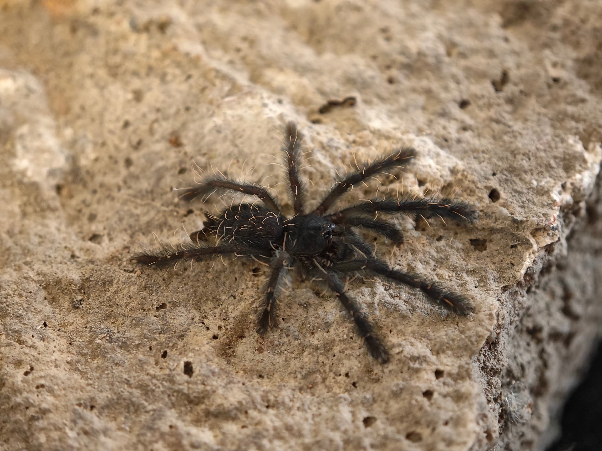 Phormingochilus sp Sabah red - Phormingochilus sp Sabah red (2.5cm) | Terra Market