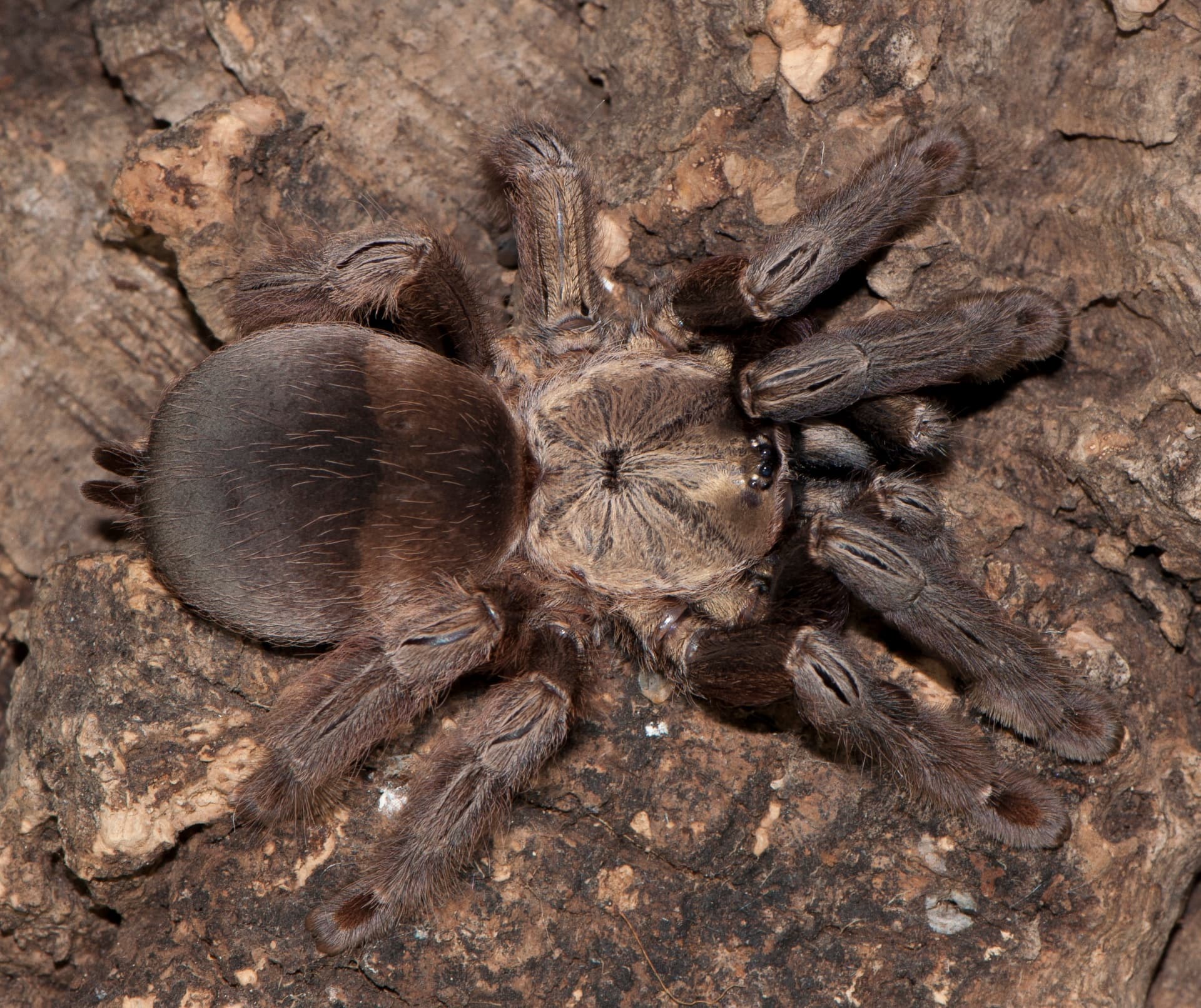 Psalmopoeus reduncus - Psalmopoeus reduncus (1.5cm) | Terra Market
