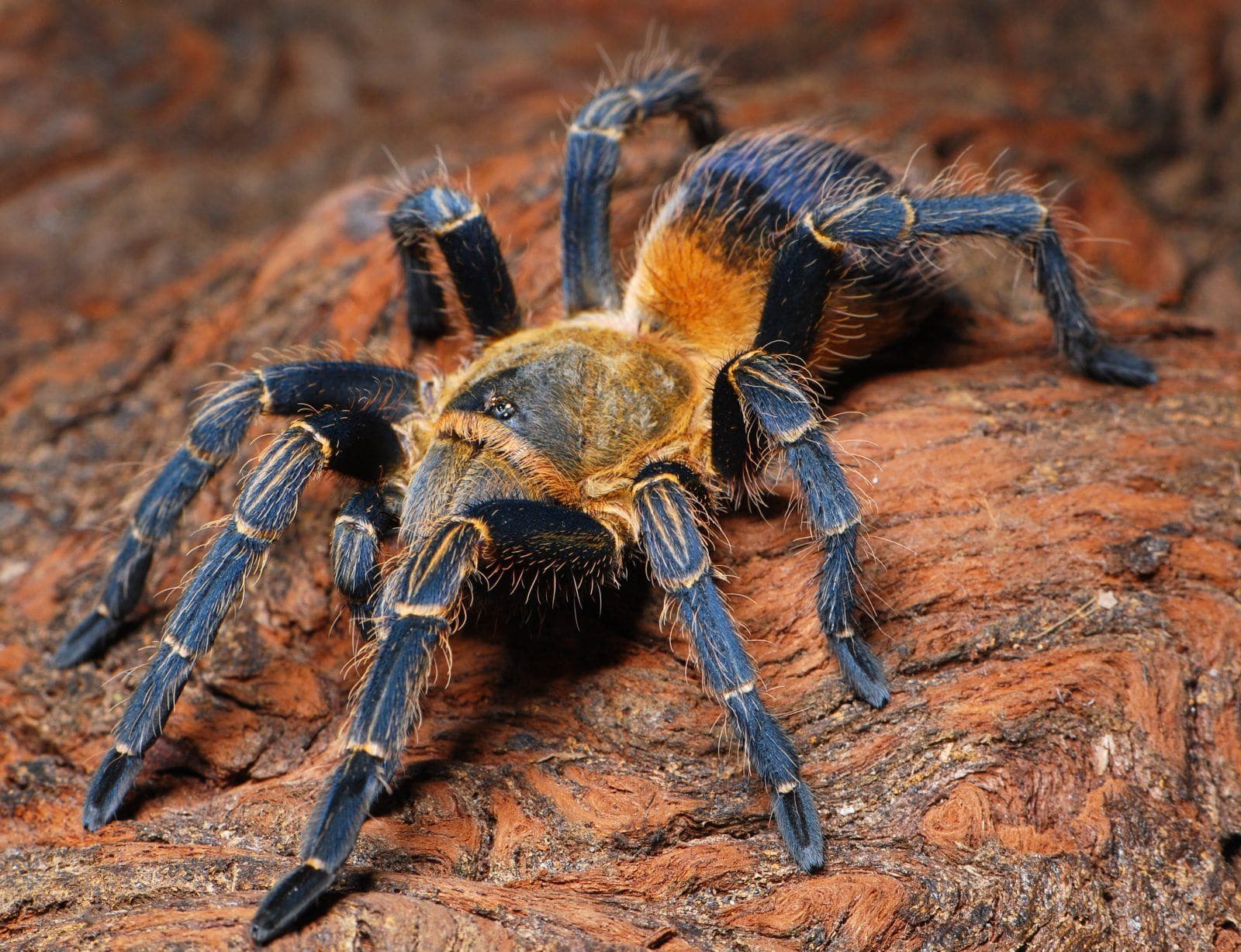 Pseudhapalopus sp colombia - Pseudhapalopus sp colombia (0.5cm) | Terra Market