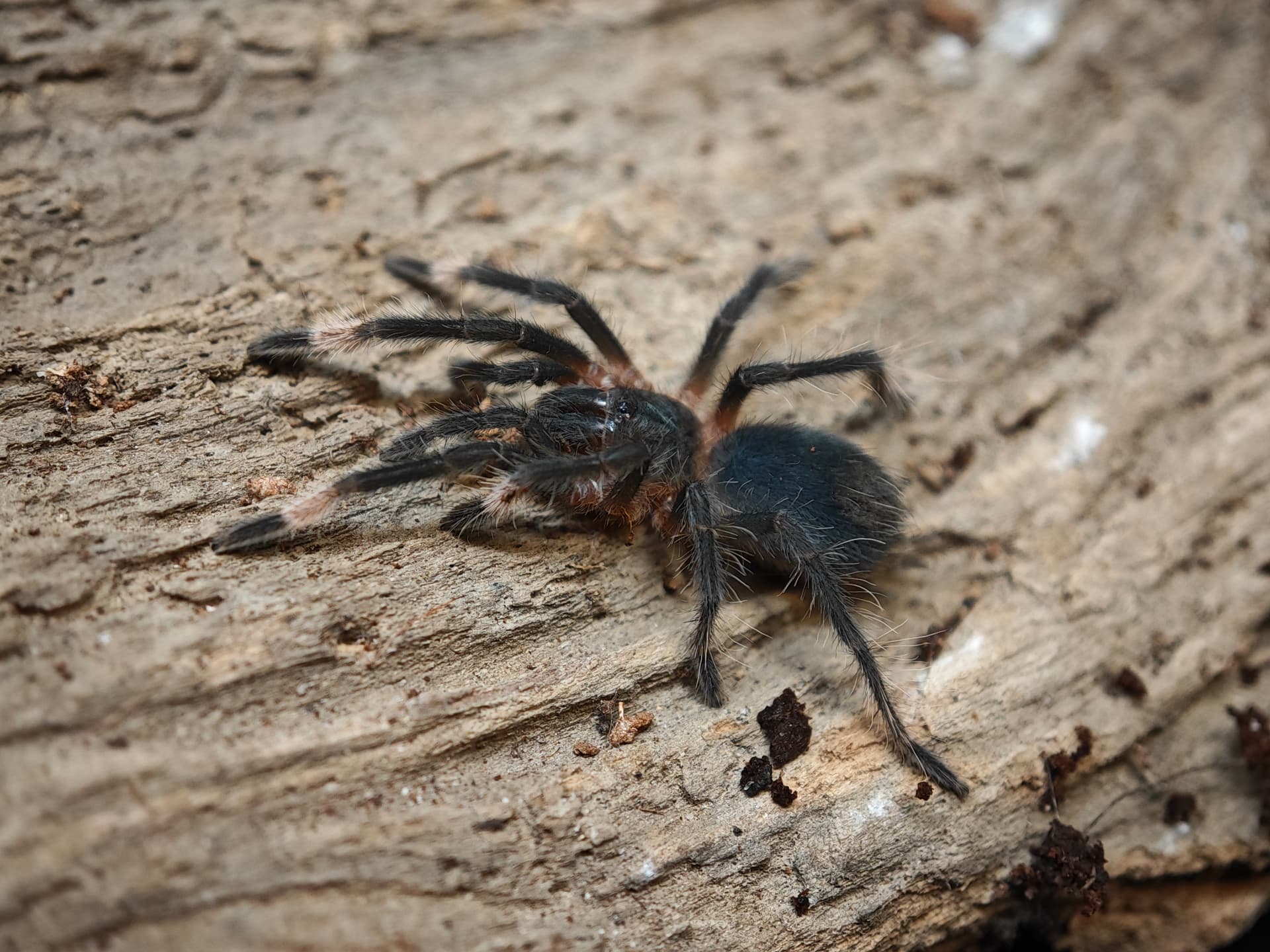 Sericopelma sp. Santa Catalina - Sericopelma sp Santa Catalina (3cm) | Terra Market