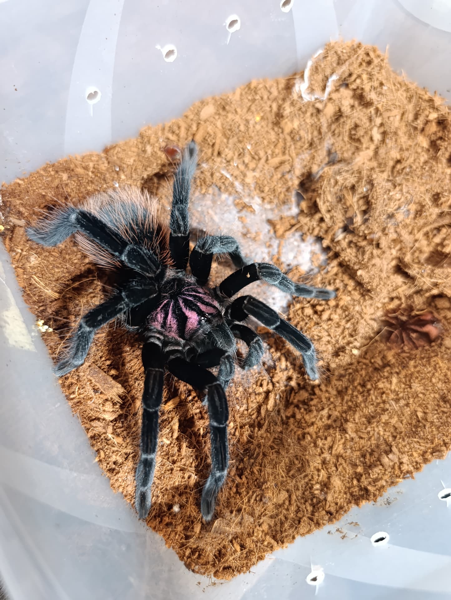 Xenesthis intermedia - piękna samica