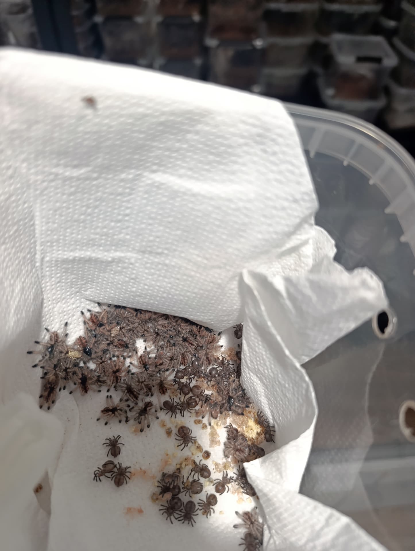 Avicularia geroldi - Avicularia geroldi L1 | Terra Market