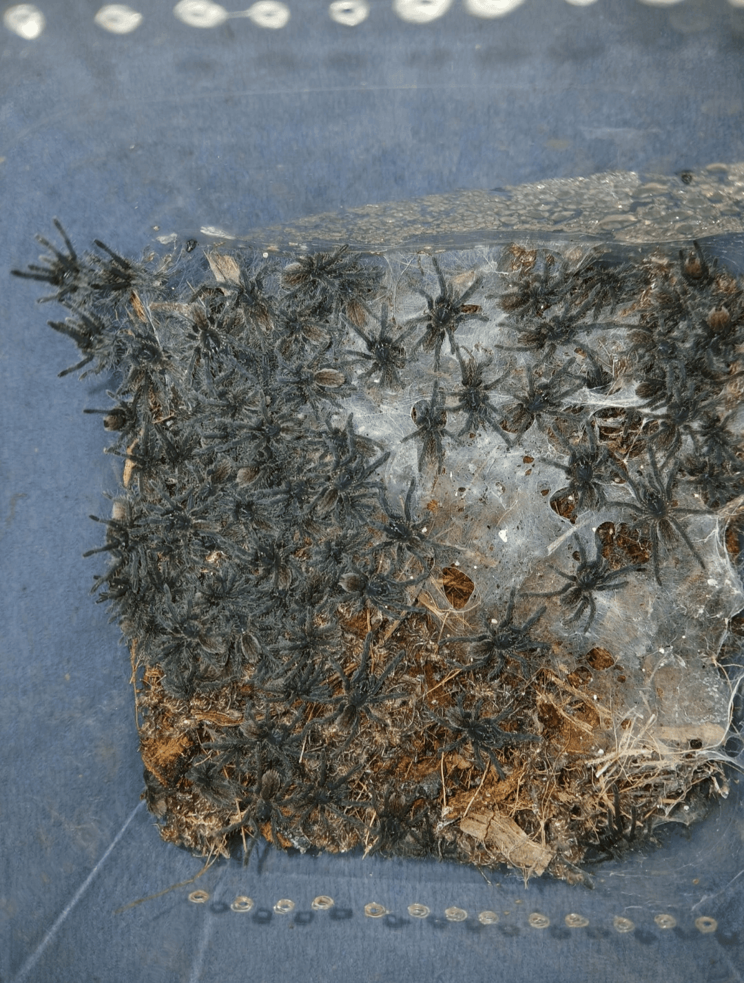 Cyriopagopus lividus - Cyriopagopus lividus l1 | Terra Market