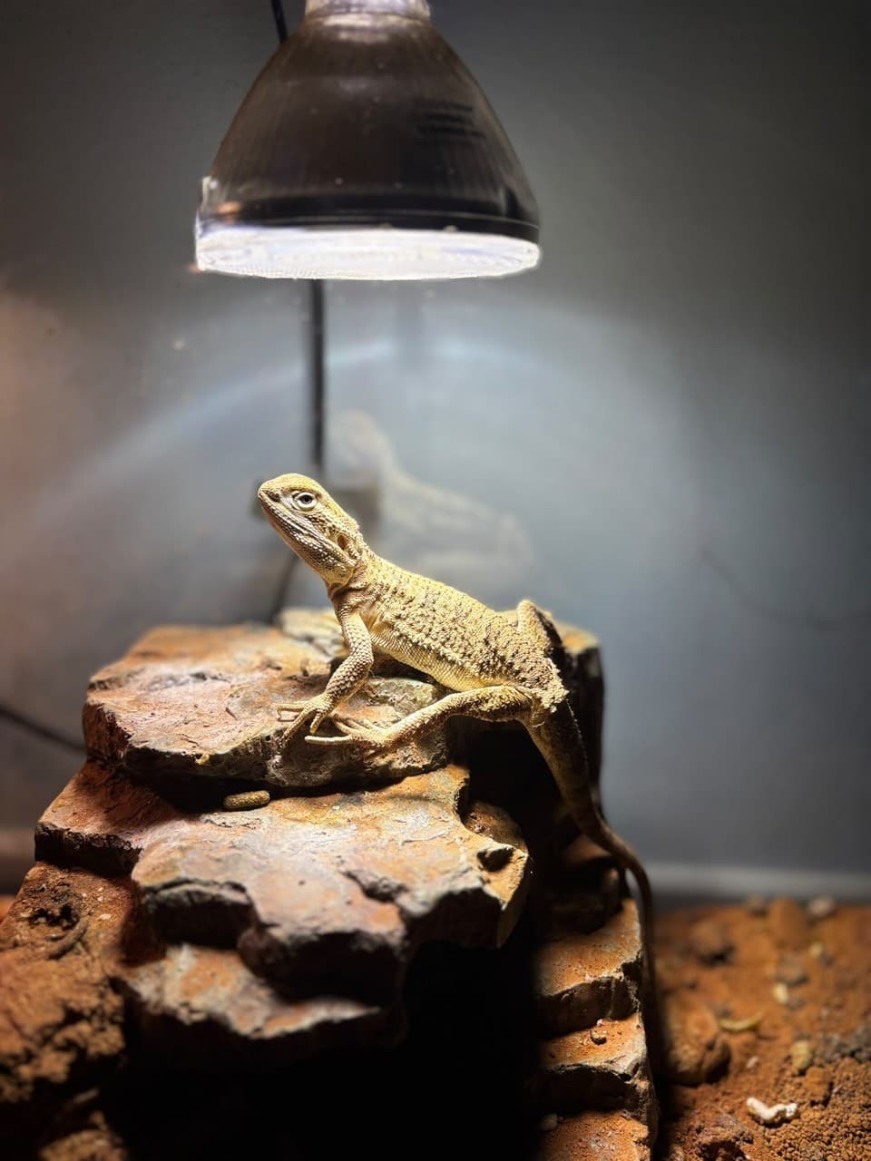 Pogona henrylawsoni (Zwergbartagame) - Zwergbartagame Jelly, 2 Jahre – Komplettset | Terra Market