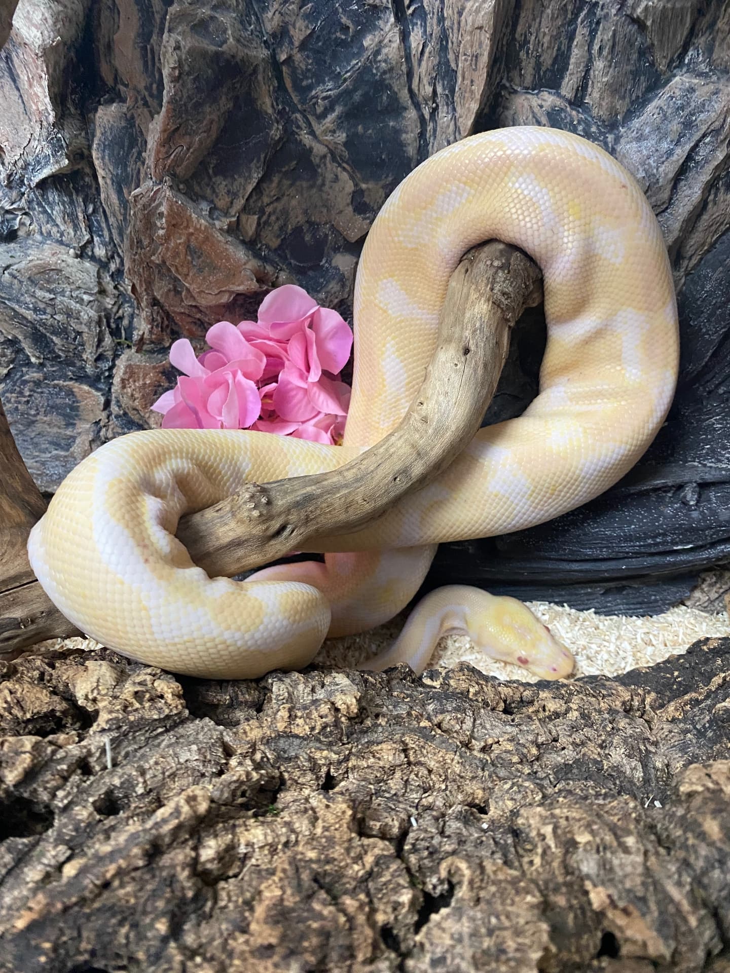Python regius - Pyton królewski Albino – wyjątkowe umaszczenie! | Terra Market