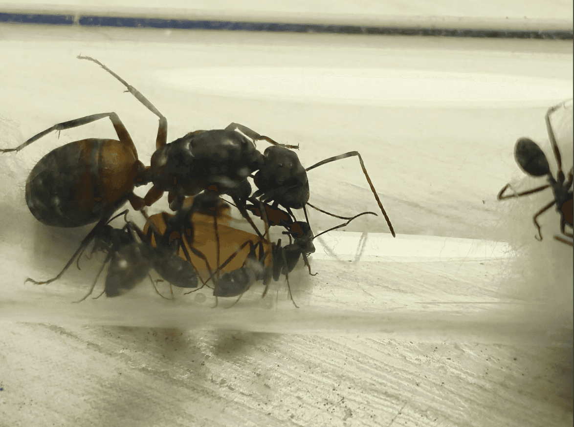 Camponotus cruentatus - Camponotus cruentatus | Terra Market