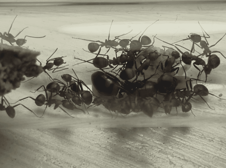 camponotus nicobarensis - Camponotus nicobarensis | Terra Market