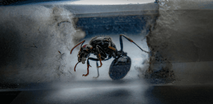 Messor barbarus - Messor barbarus | Terra Market
