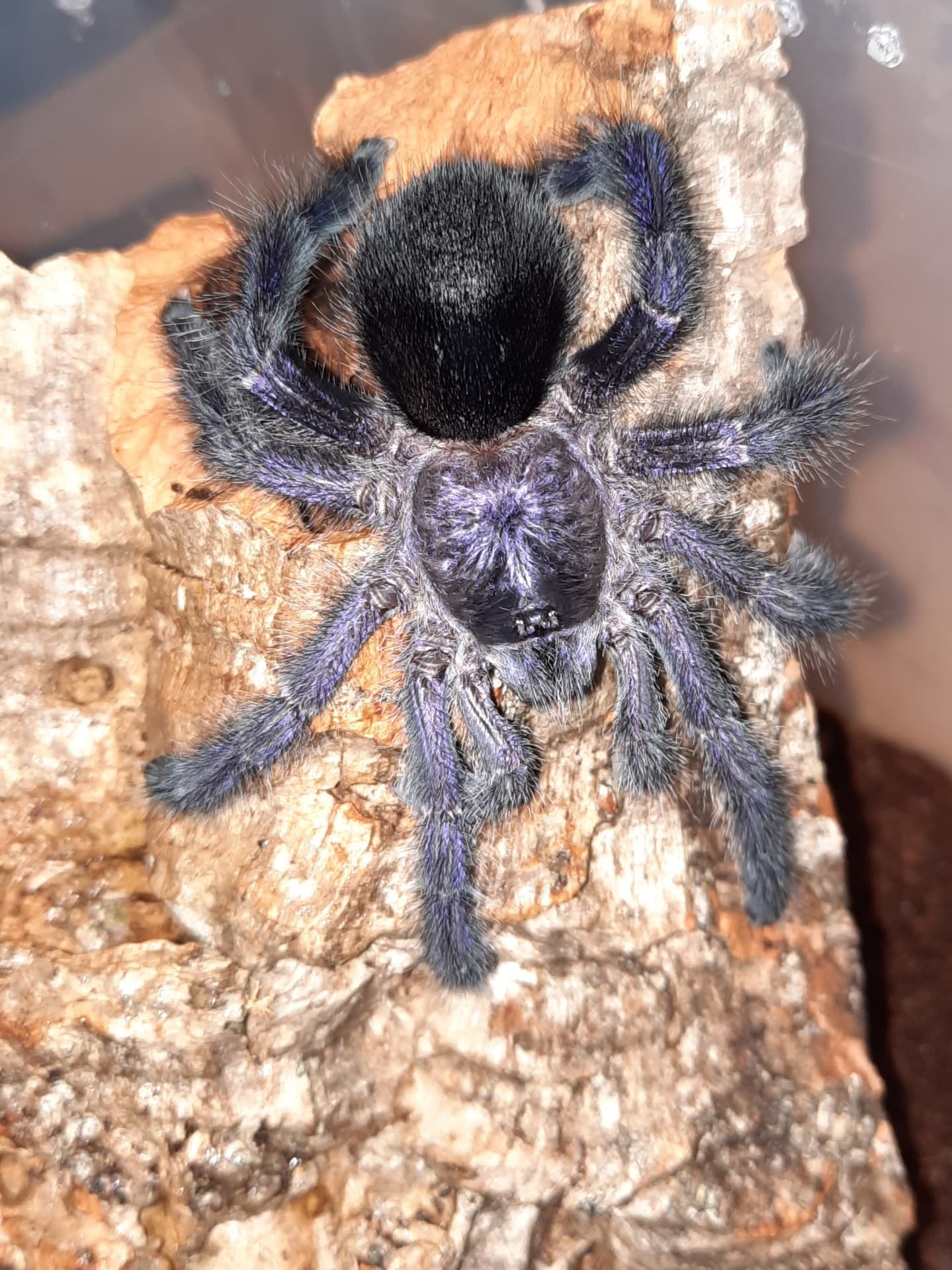 Avicularia purpurea - Avicularia purpurea L1 | Terra Market