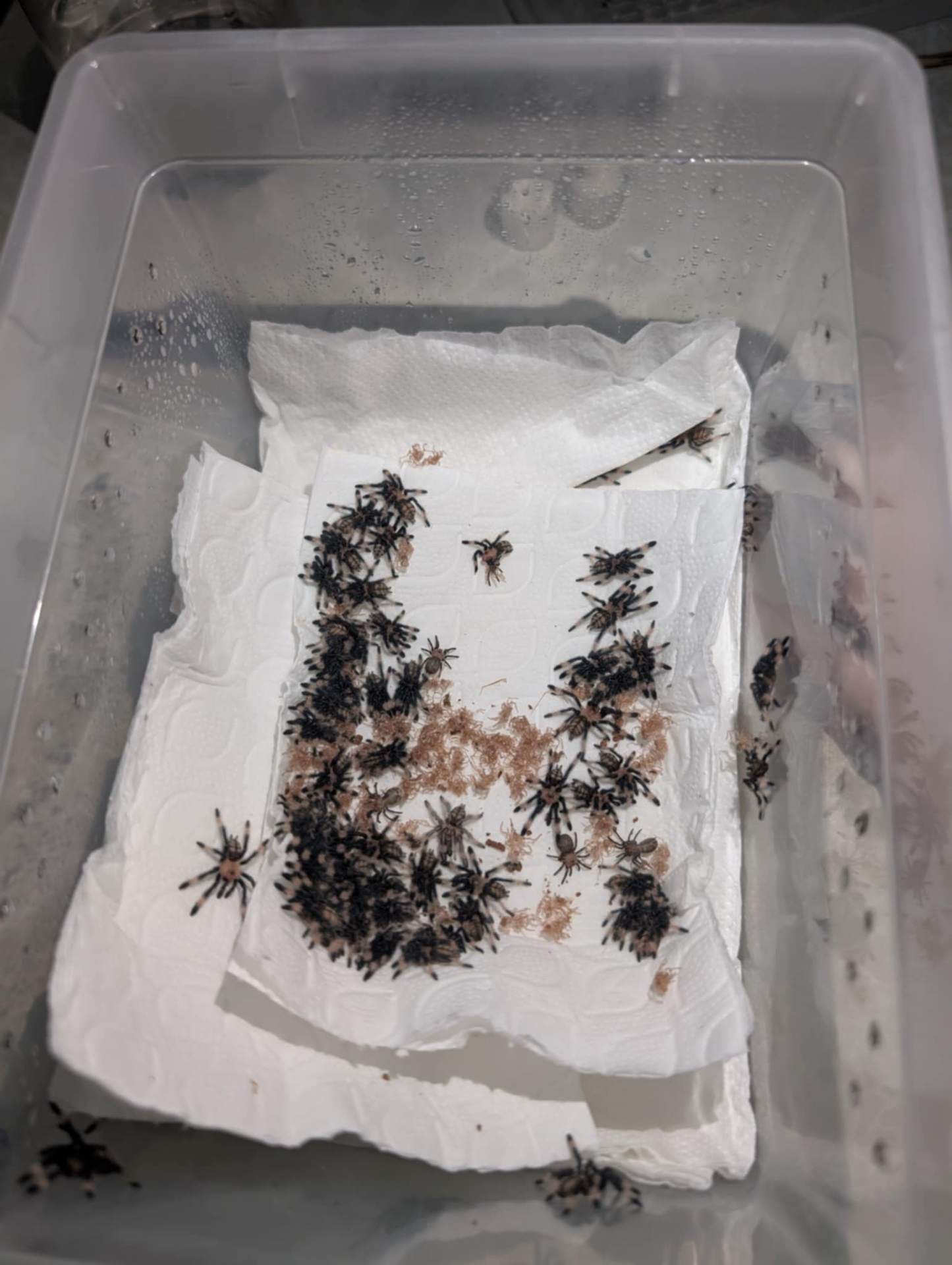 Psalmopoeus irminia - Psalmopoeus irminia L2 | Terra Market