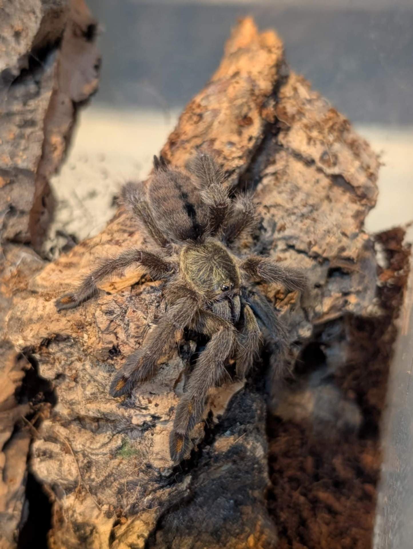 Psalmopoeus cambridgei - Psalmopoeus cambridgei L4 | Terra Market