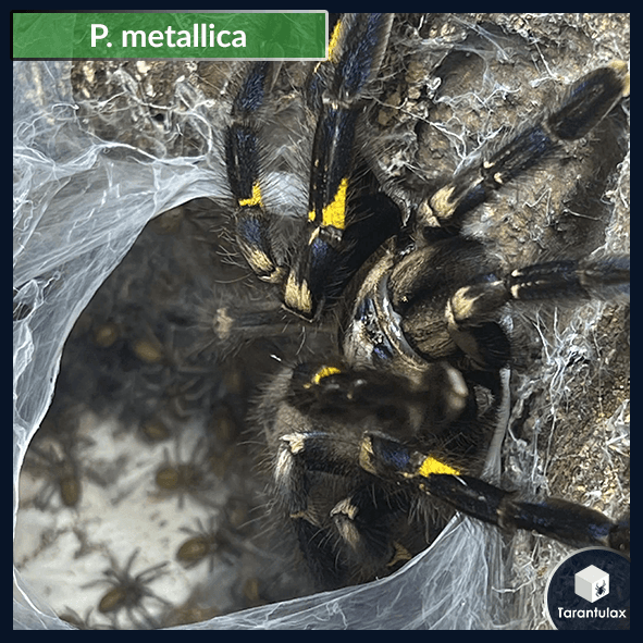 Poecilotheria metallica l4