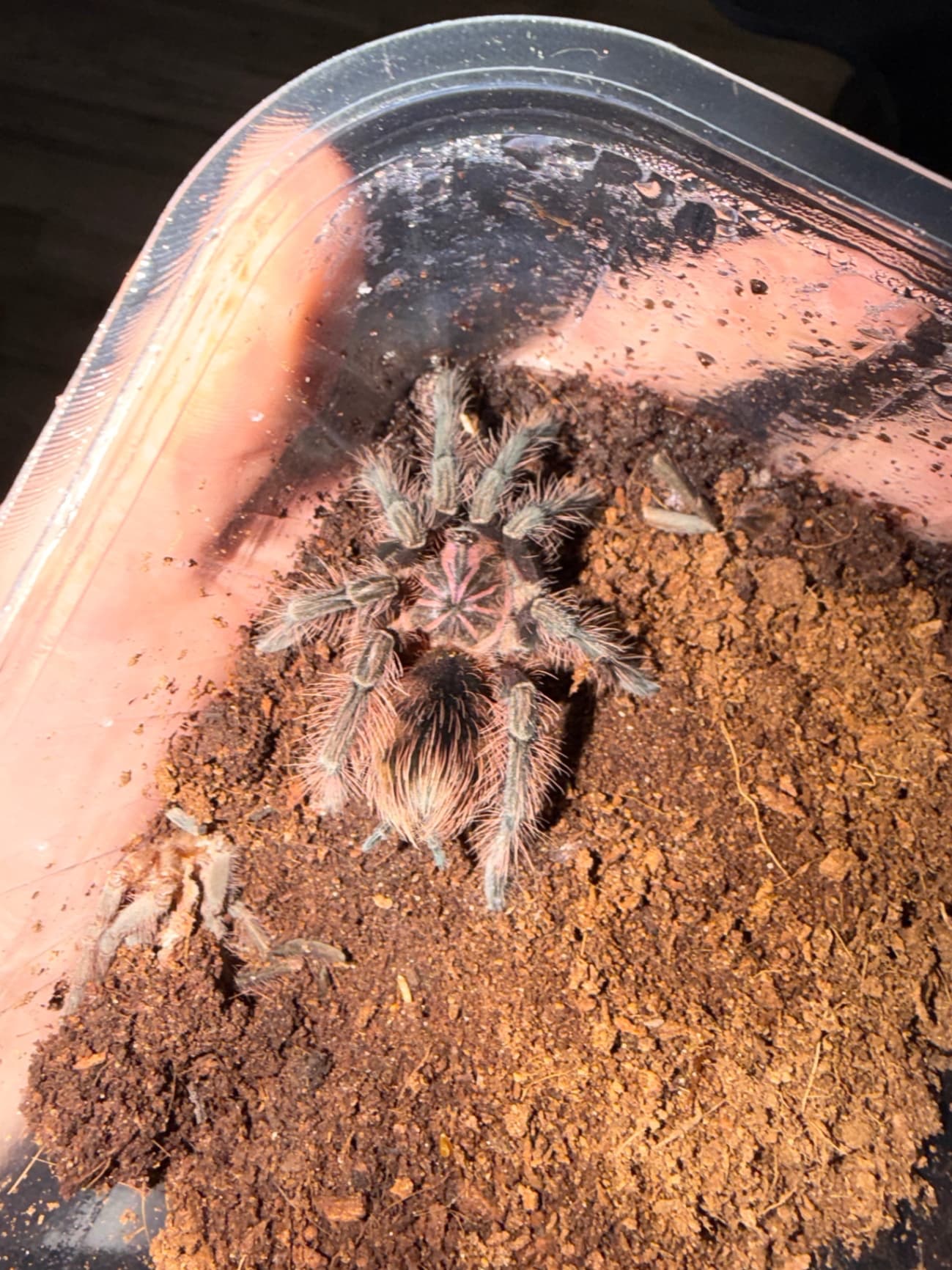 Pamphobeteus sp. insignis (Ecuador) - Samica Pamphobeteus sp. insignis (Ecuador) 3.5dc | Terra Market