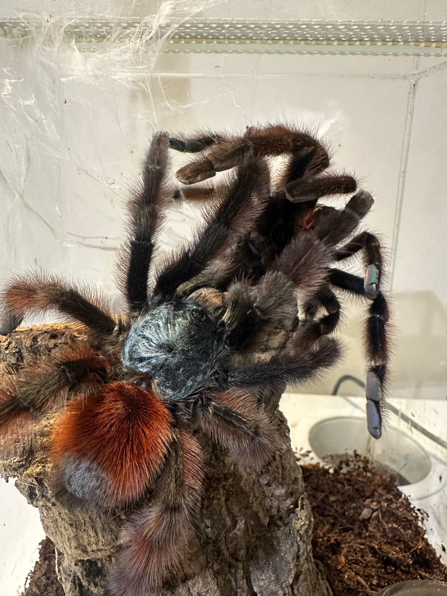 Caribena versicolor - Young, proven male . | Terra Market