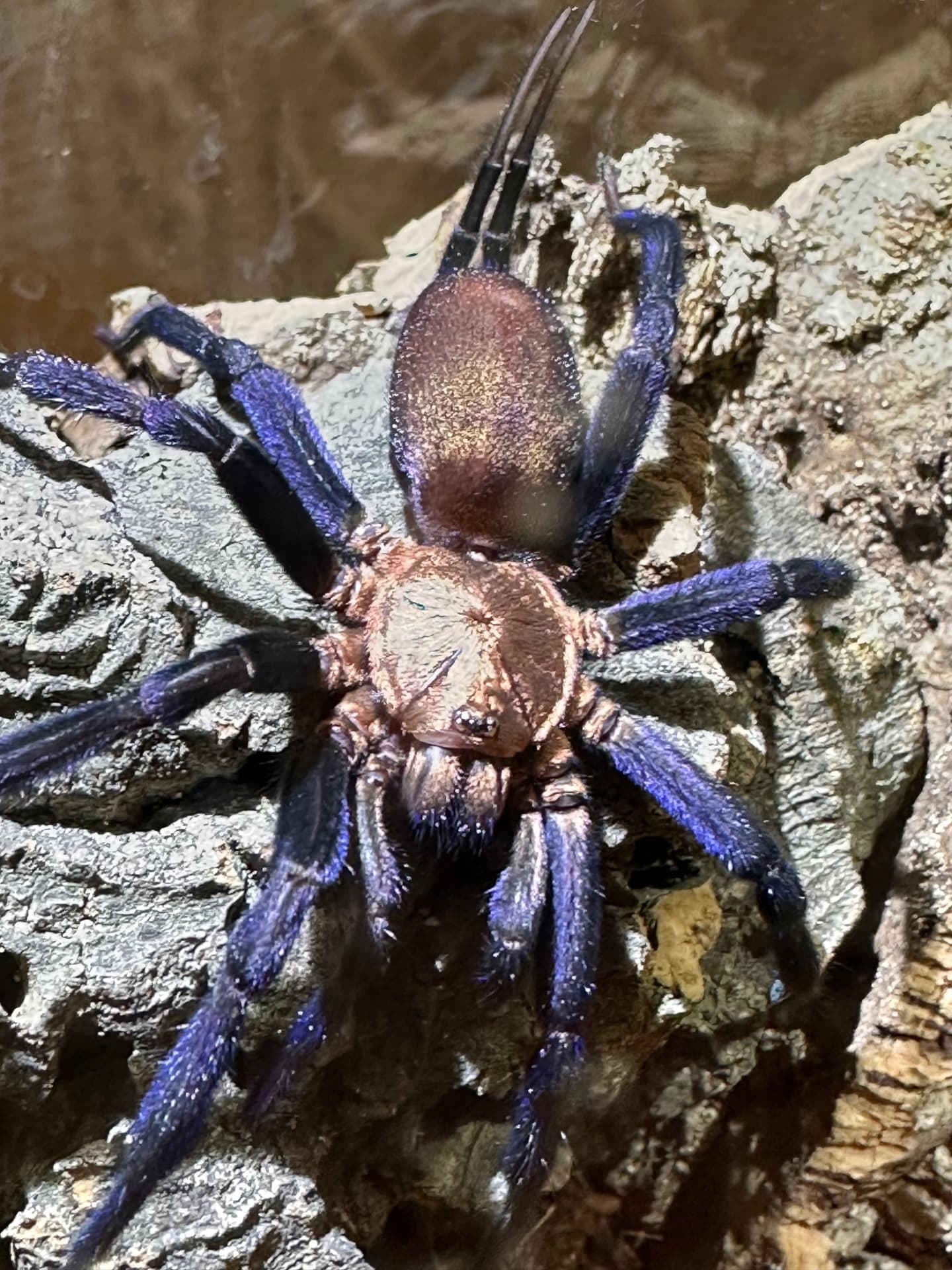 Linothele megatheloides - Female subadult | Terra Market