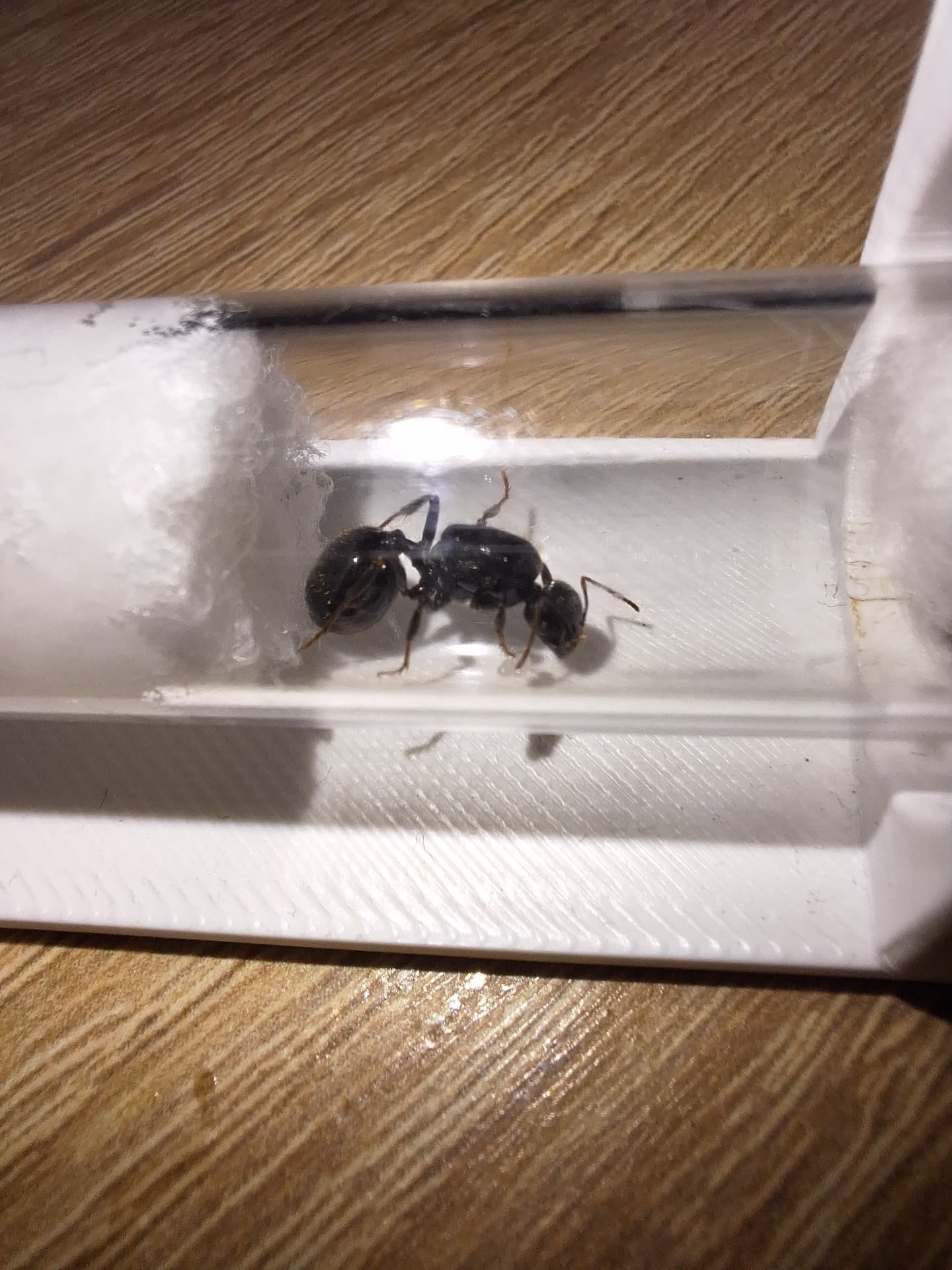 Messor barbarus - Swarming queen Messor barbarus | Terra Market
