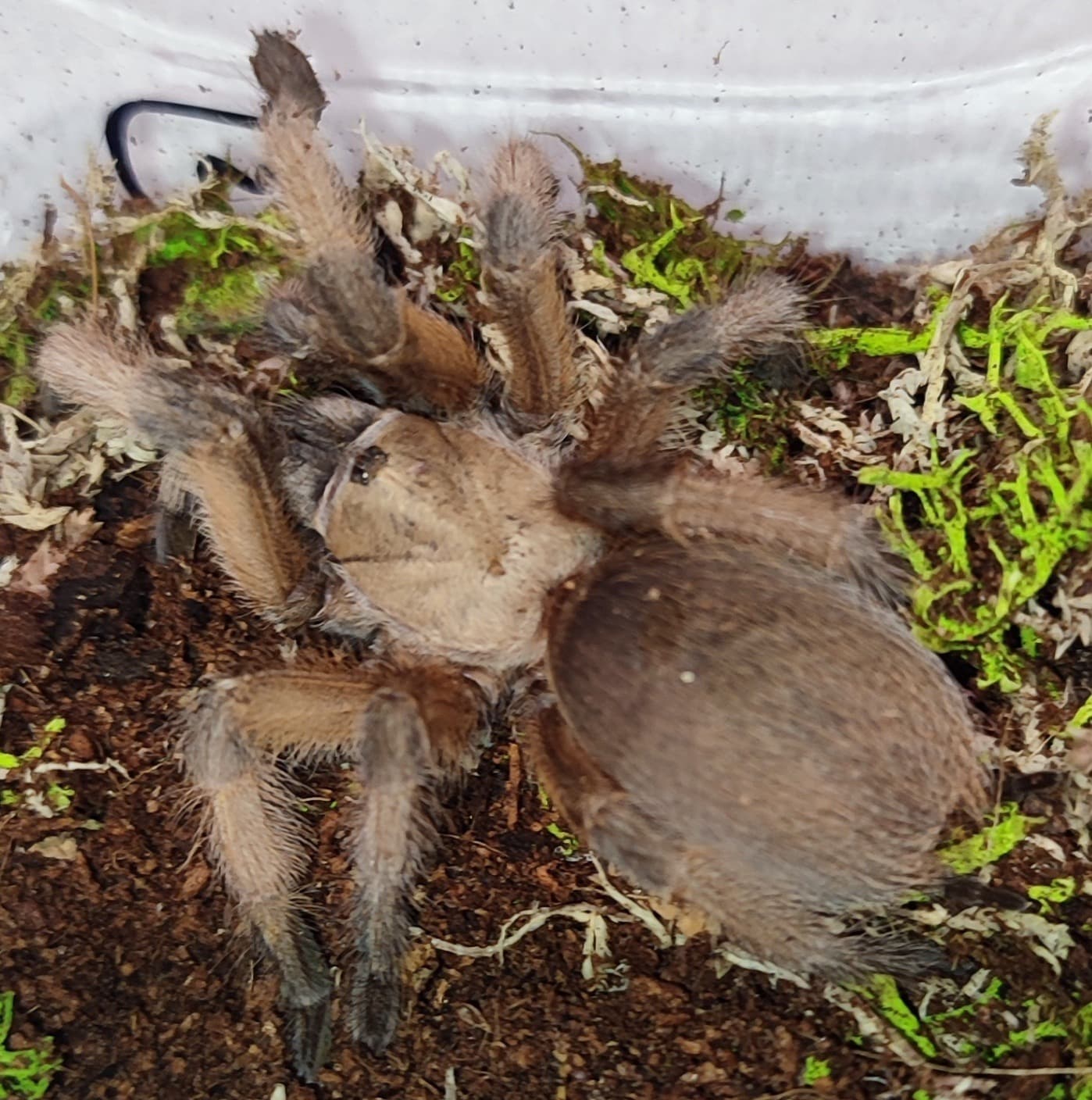 Przed wylinką i najedzona 3,4DC