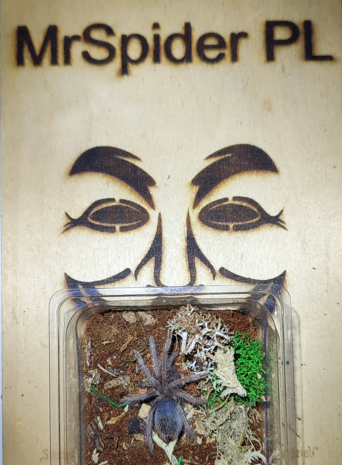 Xenestis megascopula