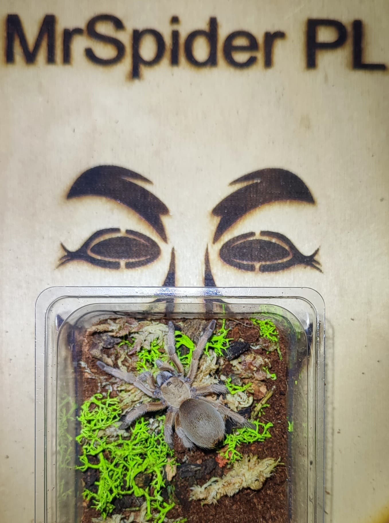 Aphonopelma moderatum ♀️