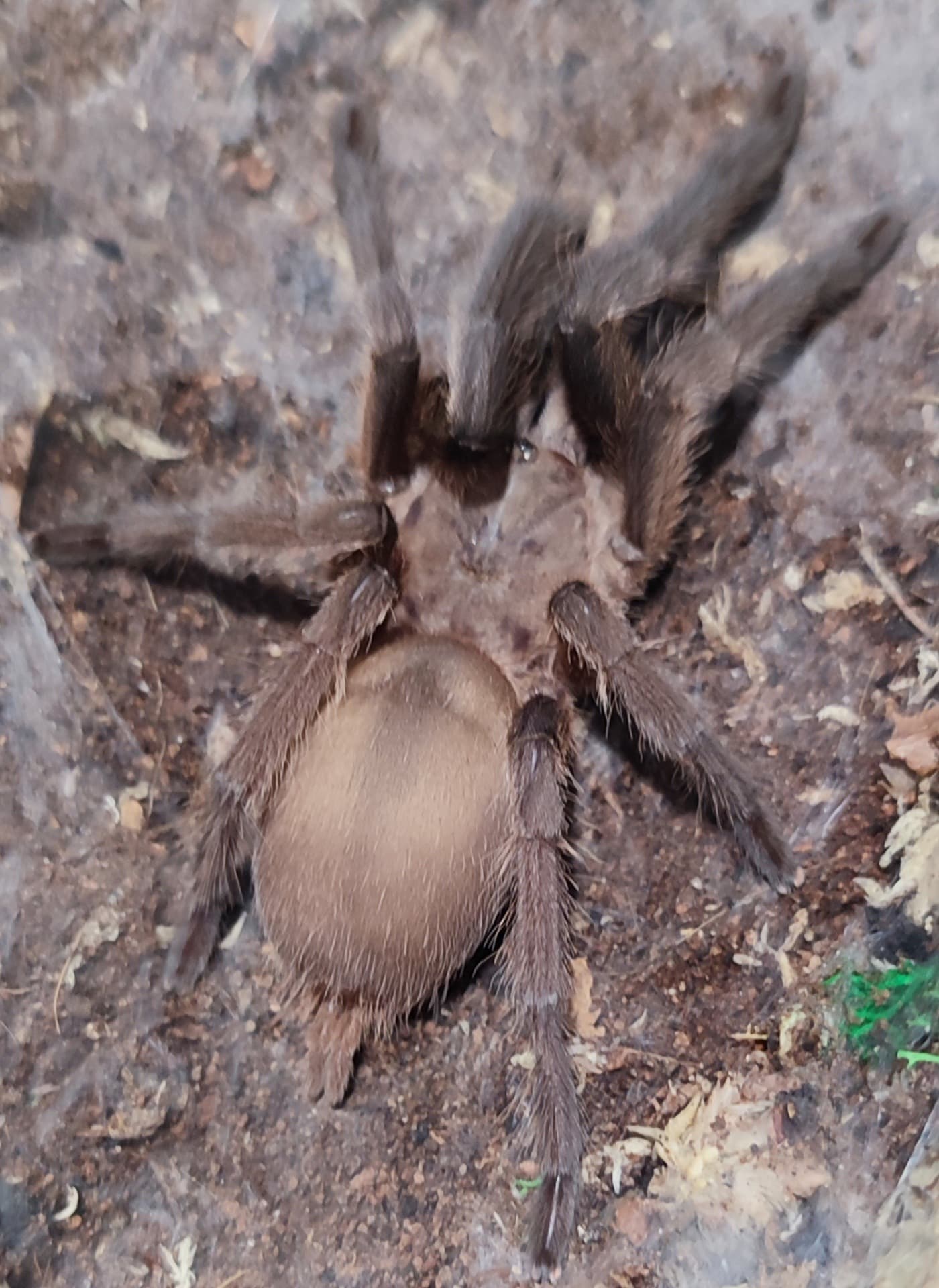 Chilobrachys sp. Kaeng krachan♀️