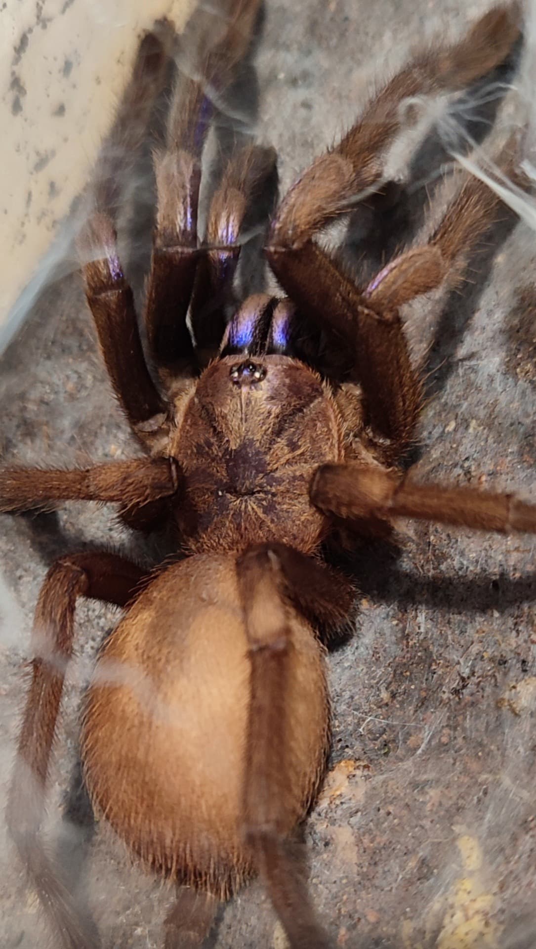 Chilobrachys natanicharum ♀️