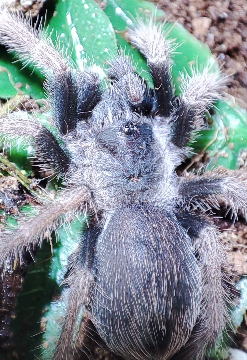 Pamhobeteus ultramarinus ♀️