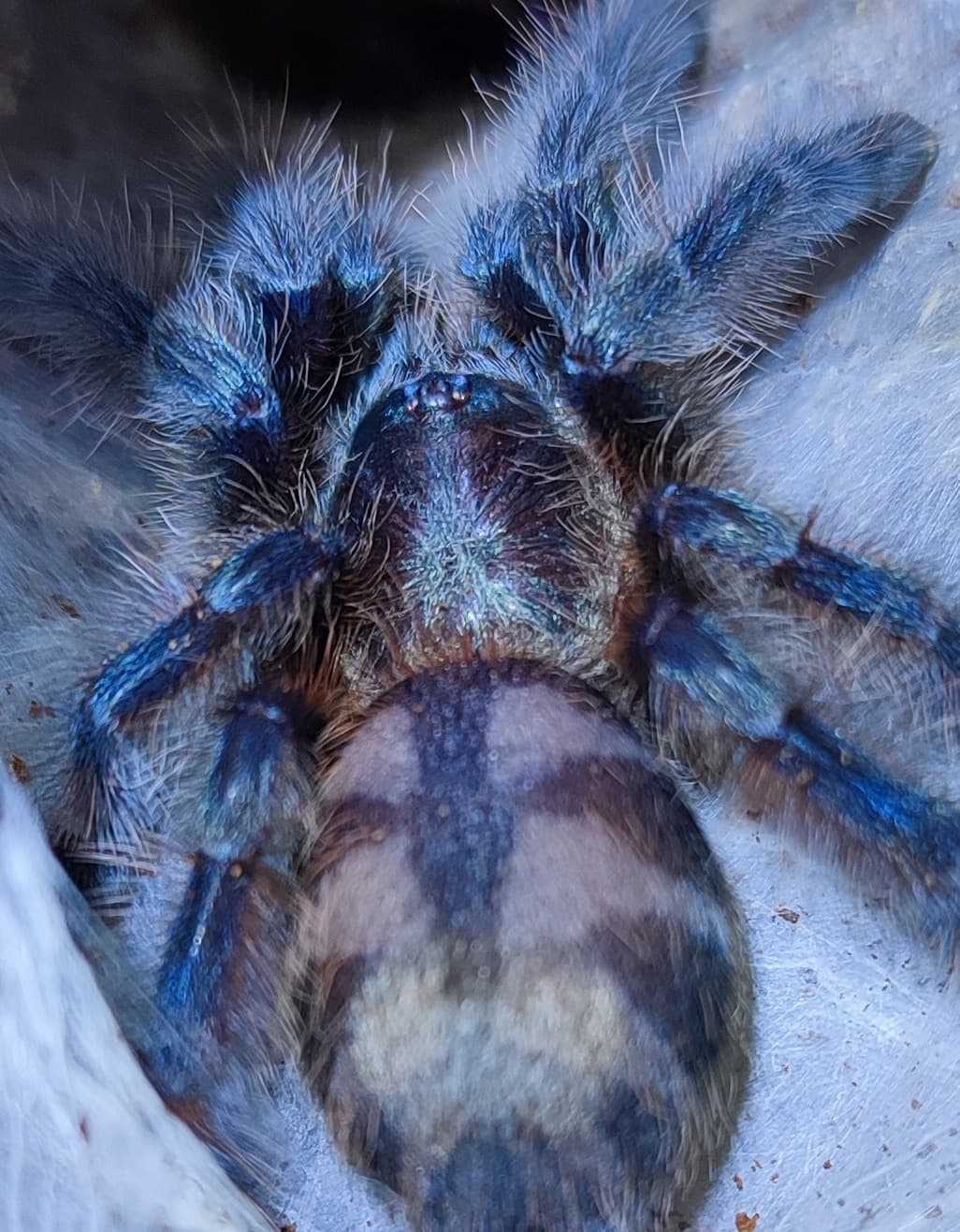 Caribena versicolor♀️