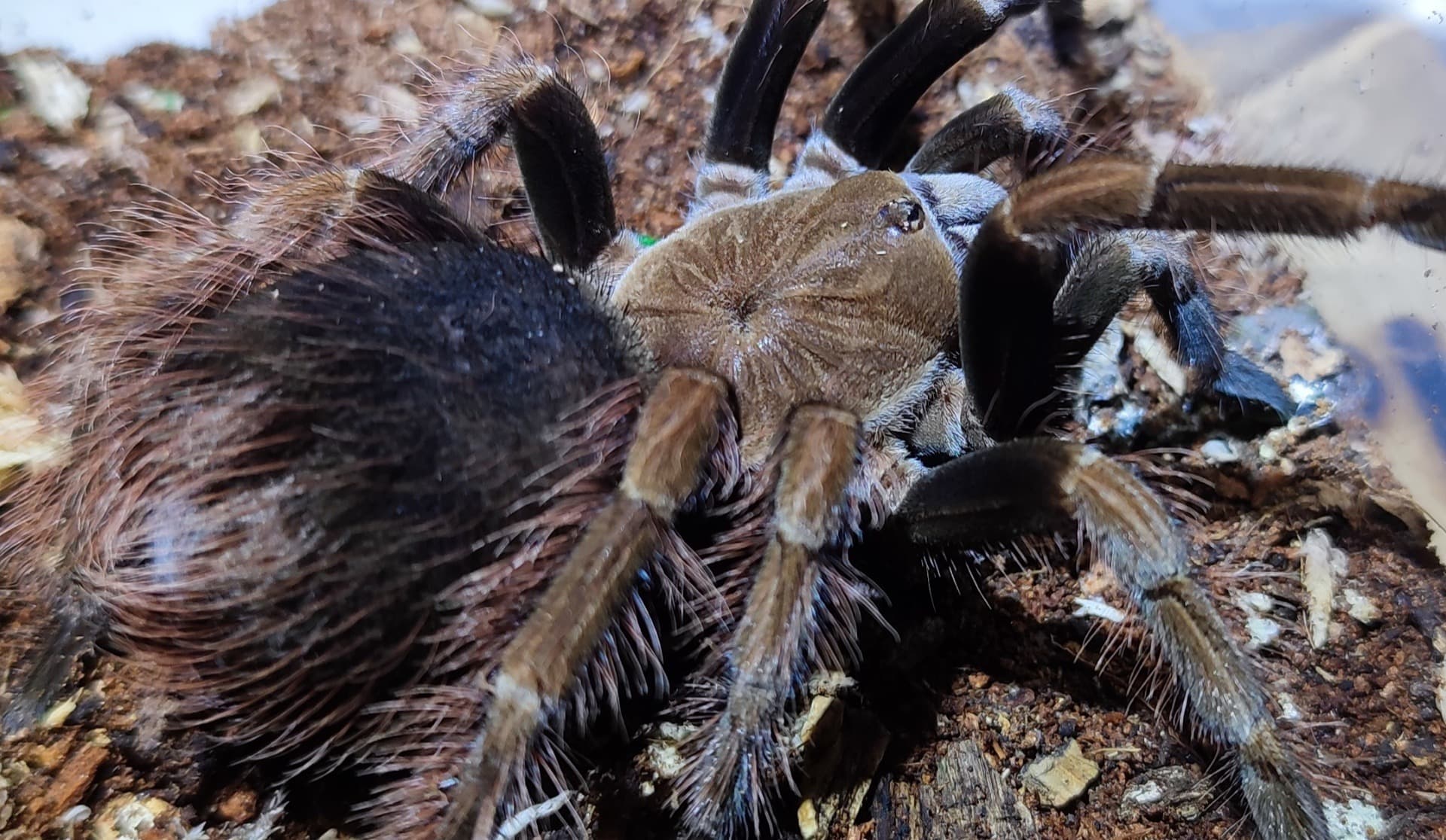 Pamhobeteus sp. Mascara